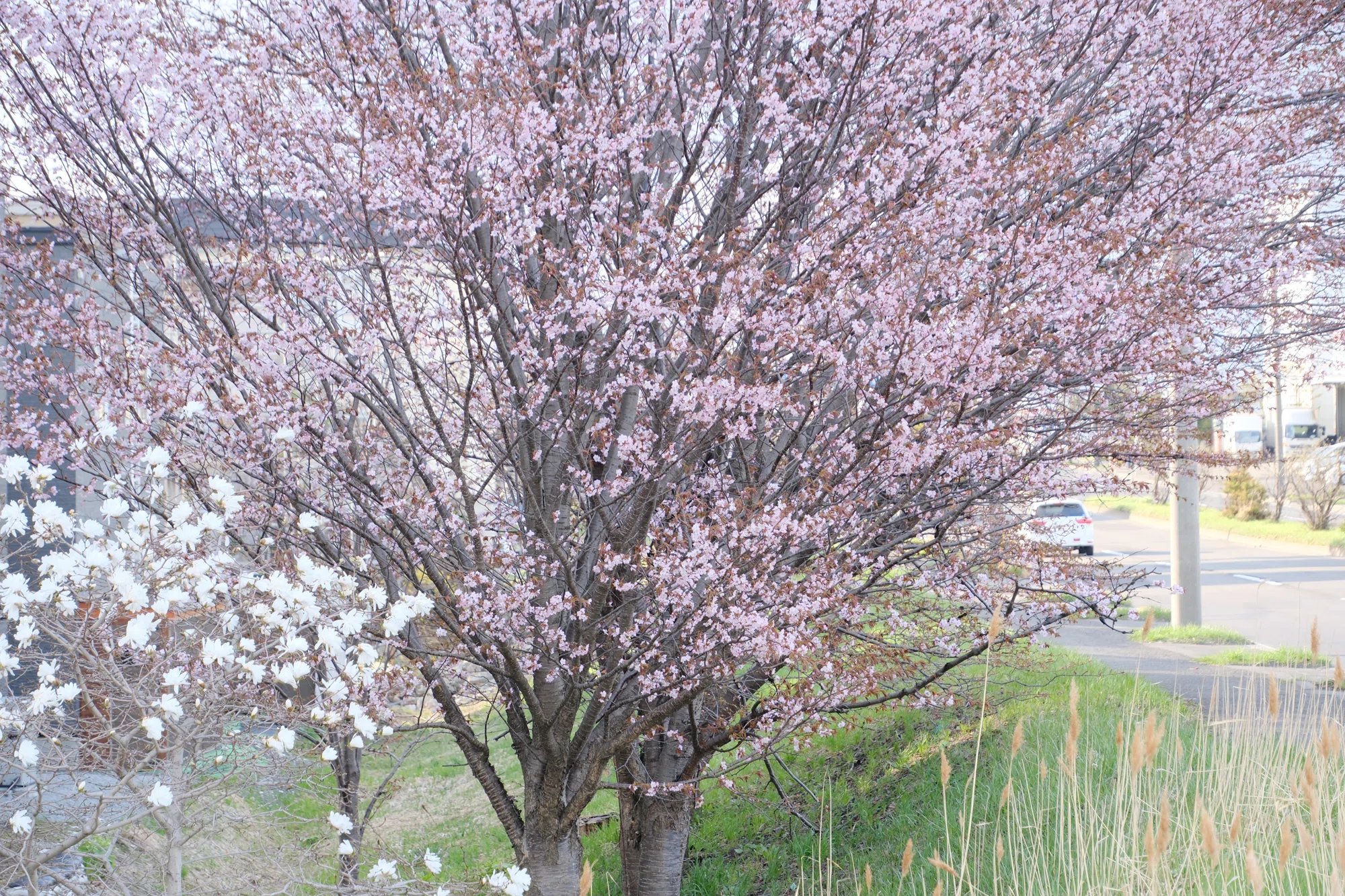 X-T5】桜がやってきた！2025年4月26日｜No.54