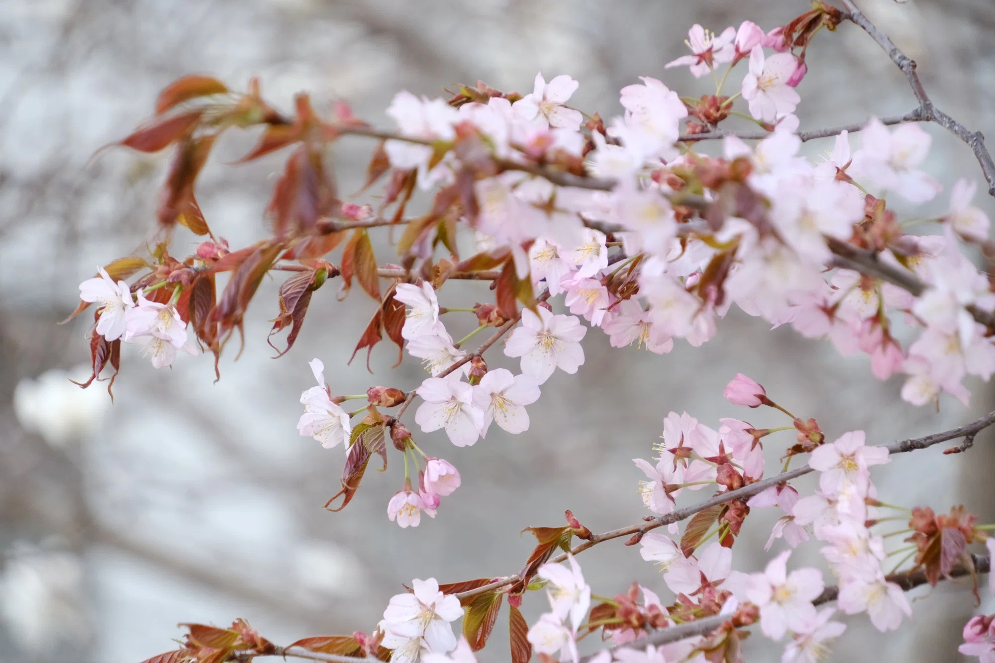 X-T5】桜がやってきた！2025年4月26日｜No.54