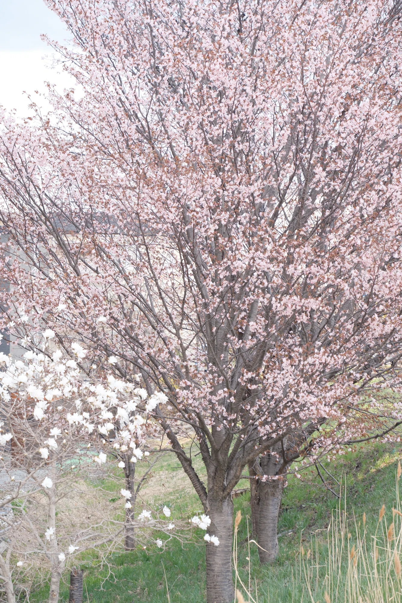 X-T5】桜がやってきた！2025年4月26日｜No.54