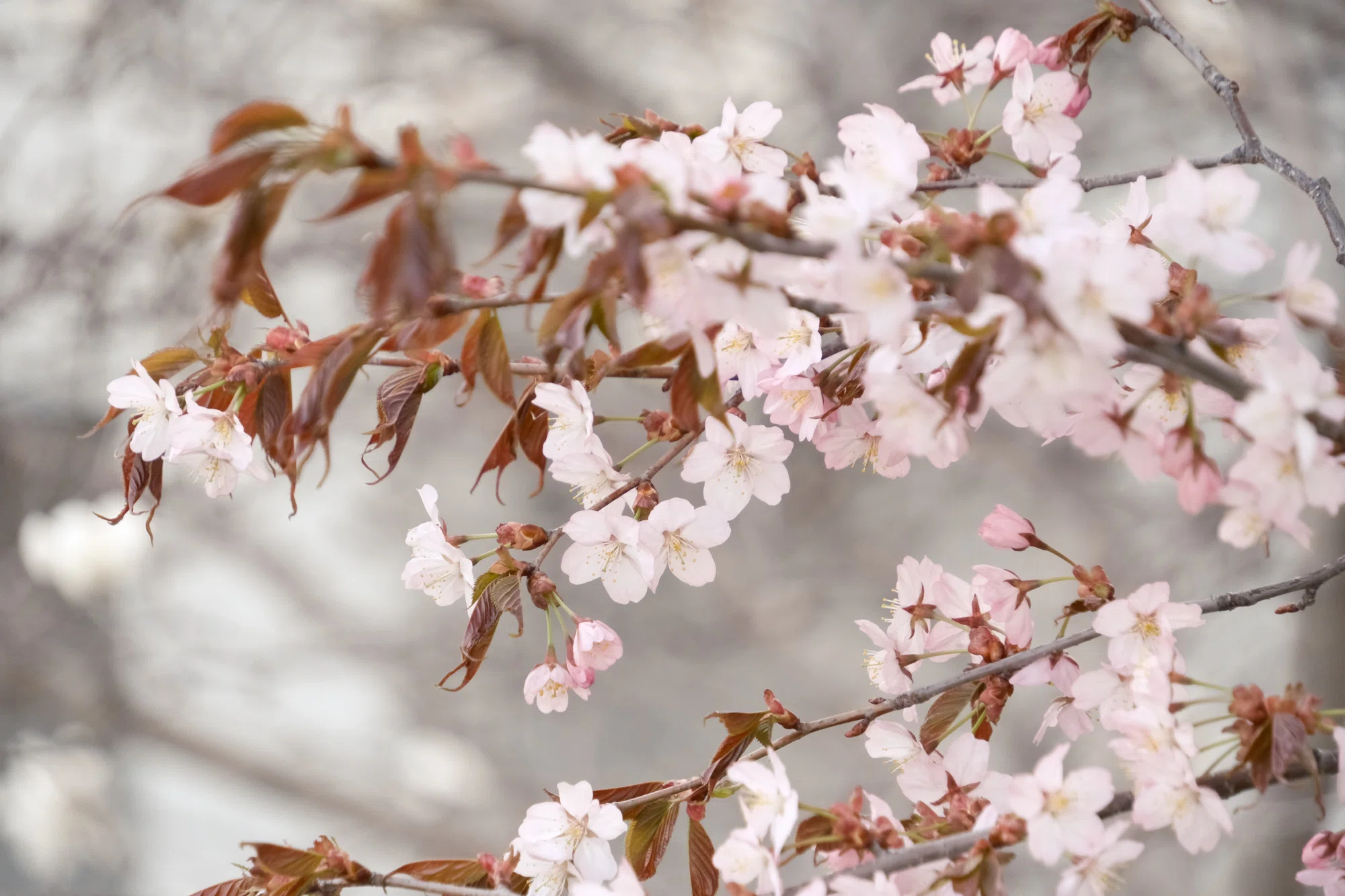 X-T5】桜がやってきた！2025年4月26日｜No.54