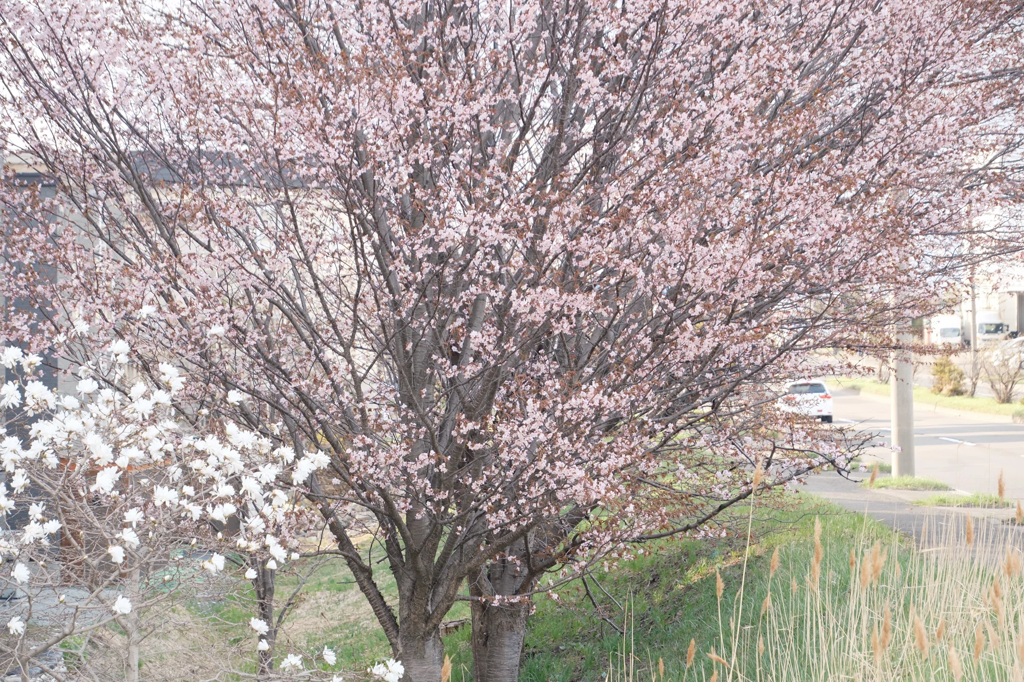 X-T5】桜がやってきた！2025年4月26日｜No.54