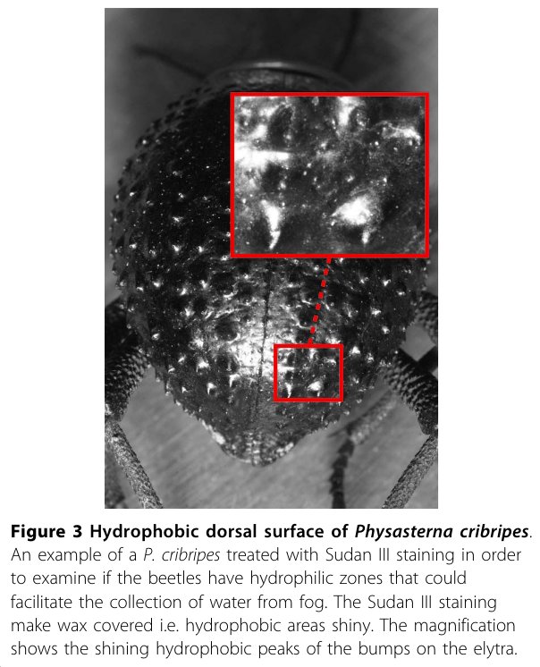 Biomimeticsの裏話 ナミブ砂漠のキリアツメを巡るスキャンダル｜Gyroid