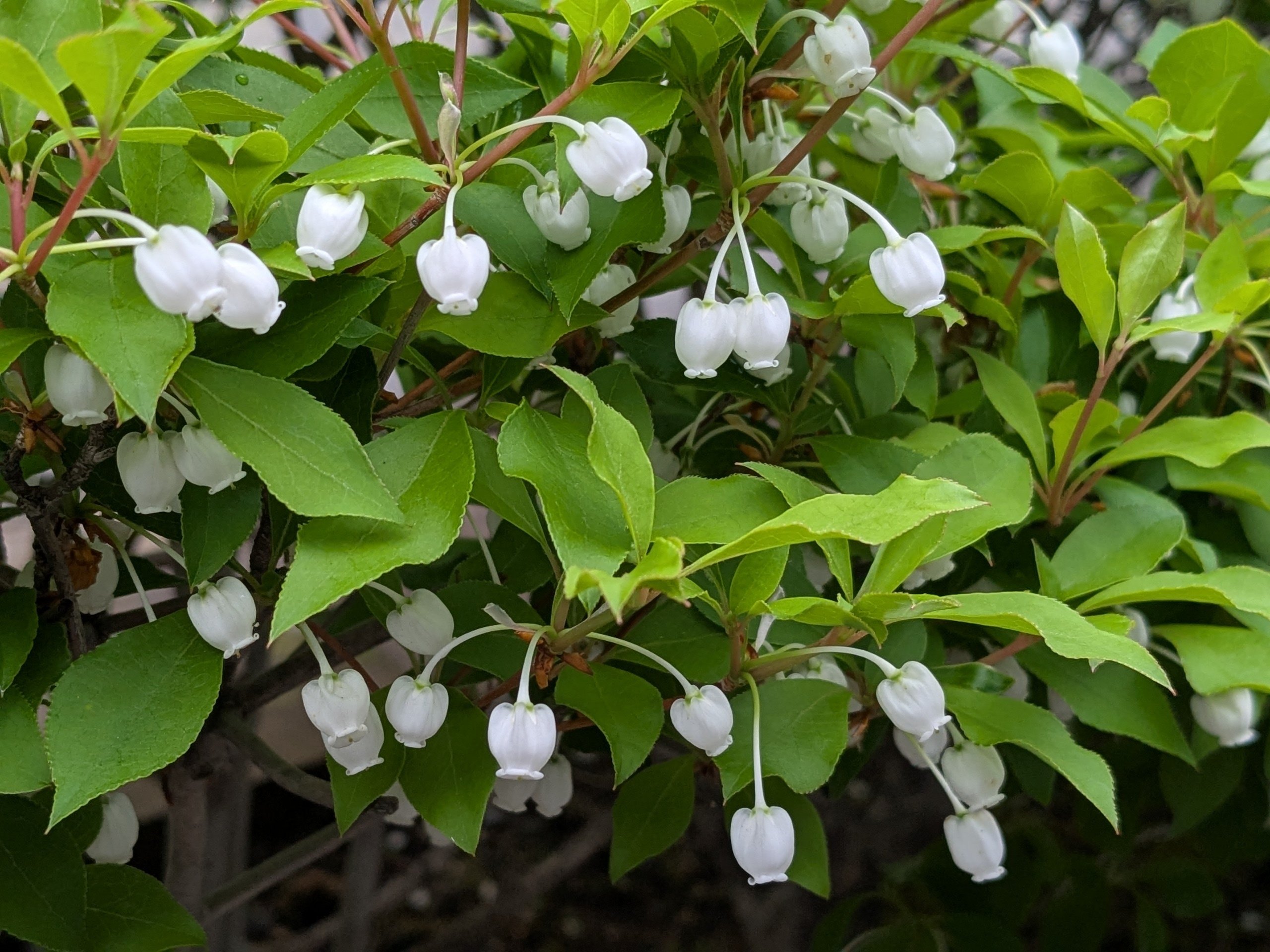 華やかなツツジの花咲く季節｜水上伊織