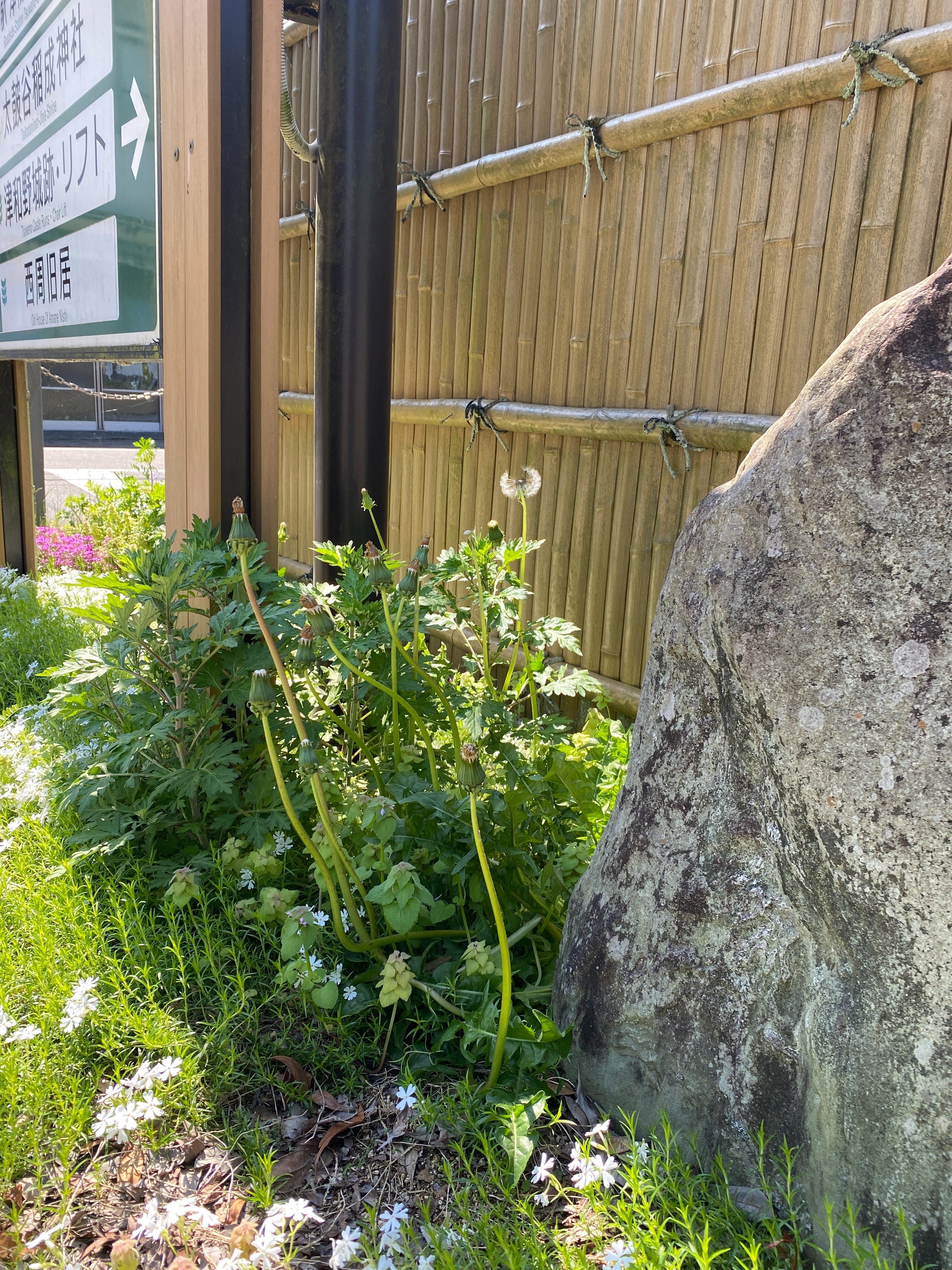 1歳児の心の動きを想像する #たんぽぽ #ほぼ日観察｜ささき ももこ