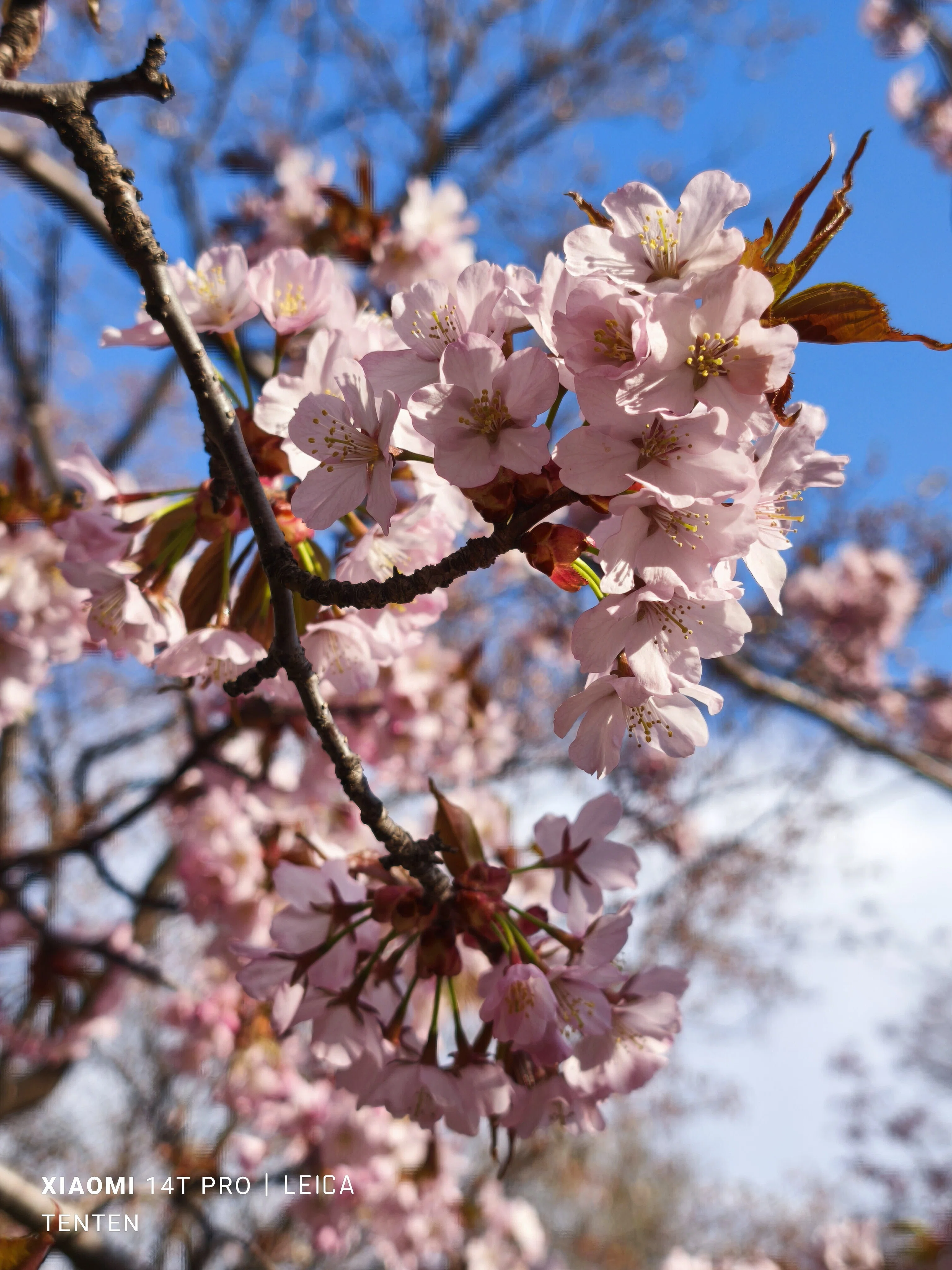 昼の中島公園の桜（2025年4月26日）｜てんてん《TenTen》
