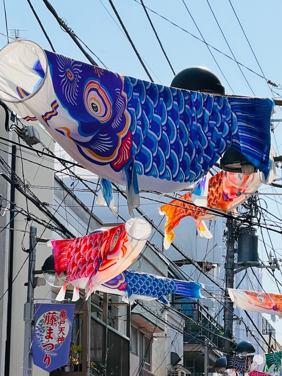 鯉のぼりとネモフィラin亀戸・東大島｜ミント