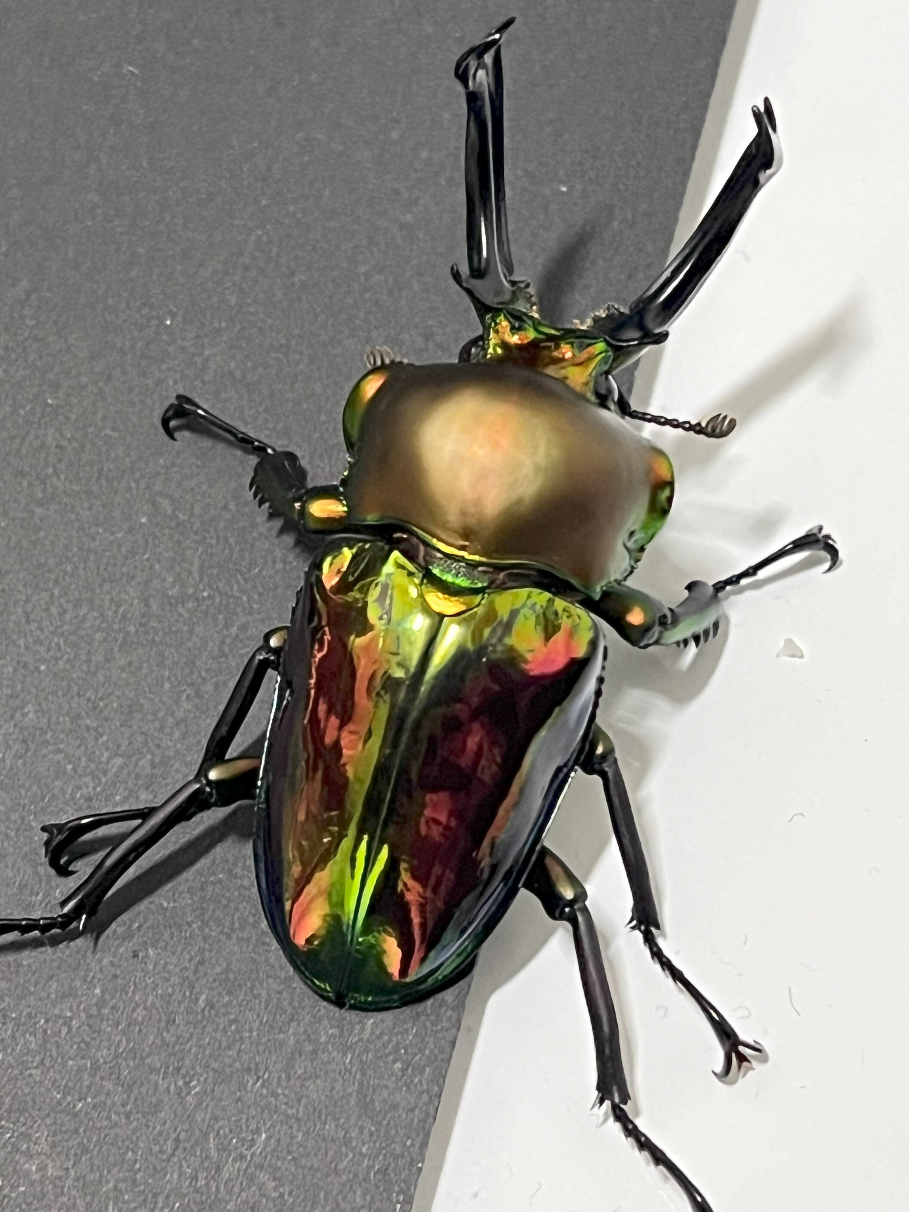 ニジイロクワガタ購入ショップおすすめ】プロが教える！ニジイロ