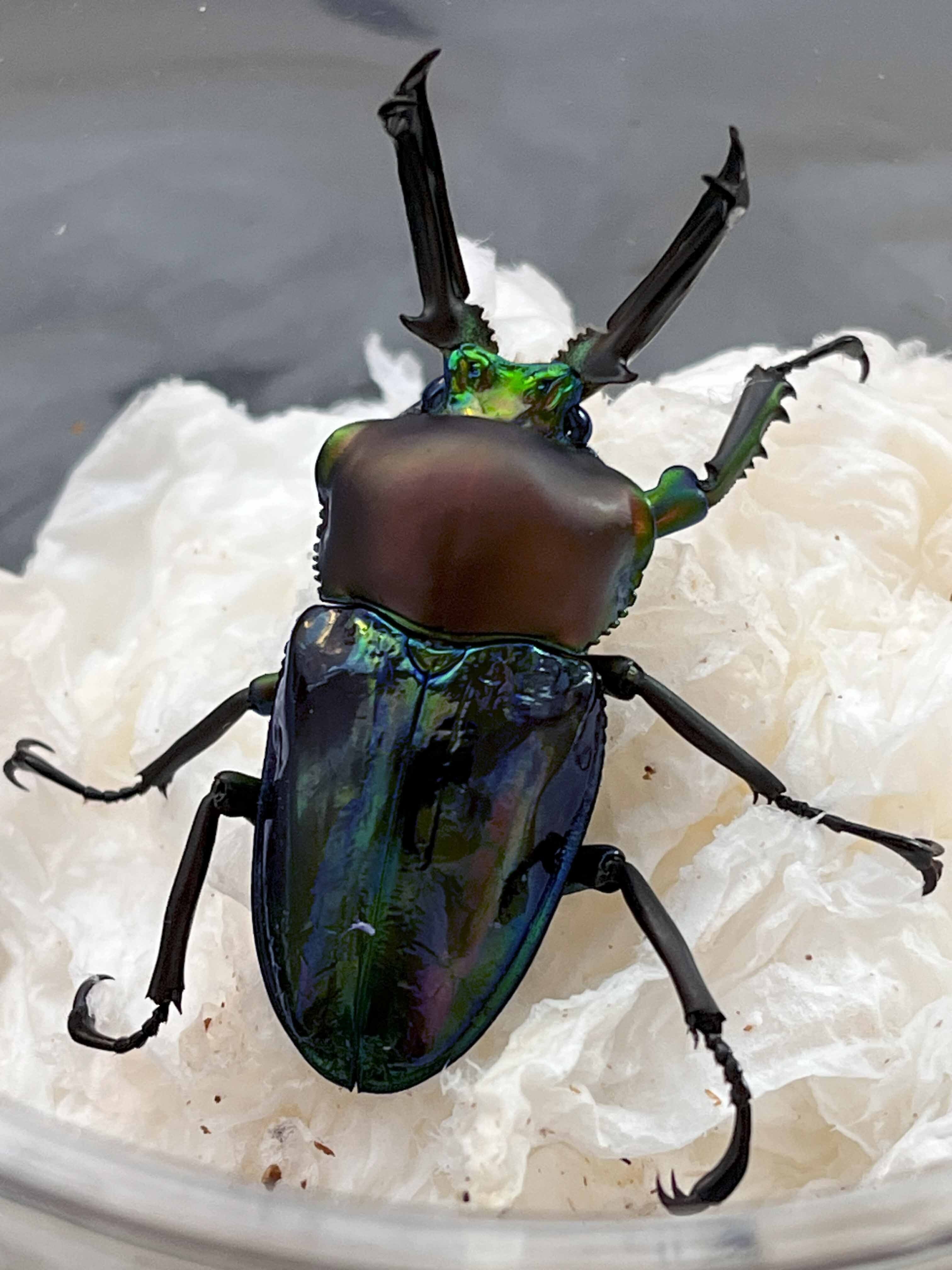 ニジイロクワガタ購入ショップおすすめ】プロが教える！ニジイロ