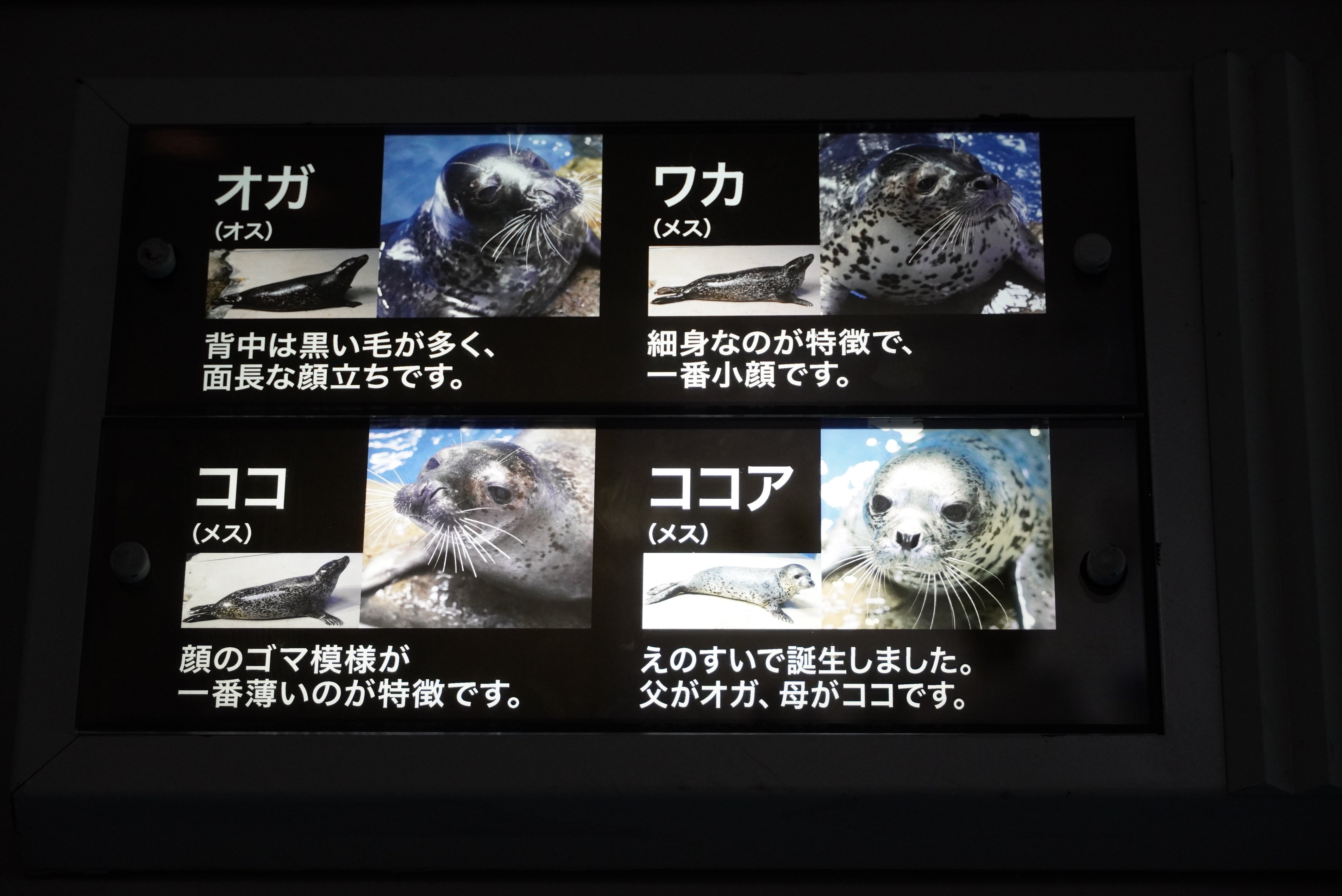 PS エコエコアザラク 202511 #新江ノ島水族館 #えのすい #ゴマフアザラシ #ココア