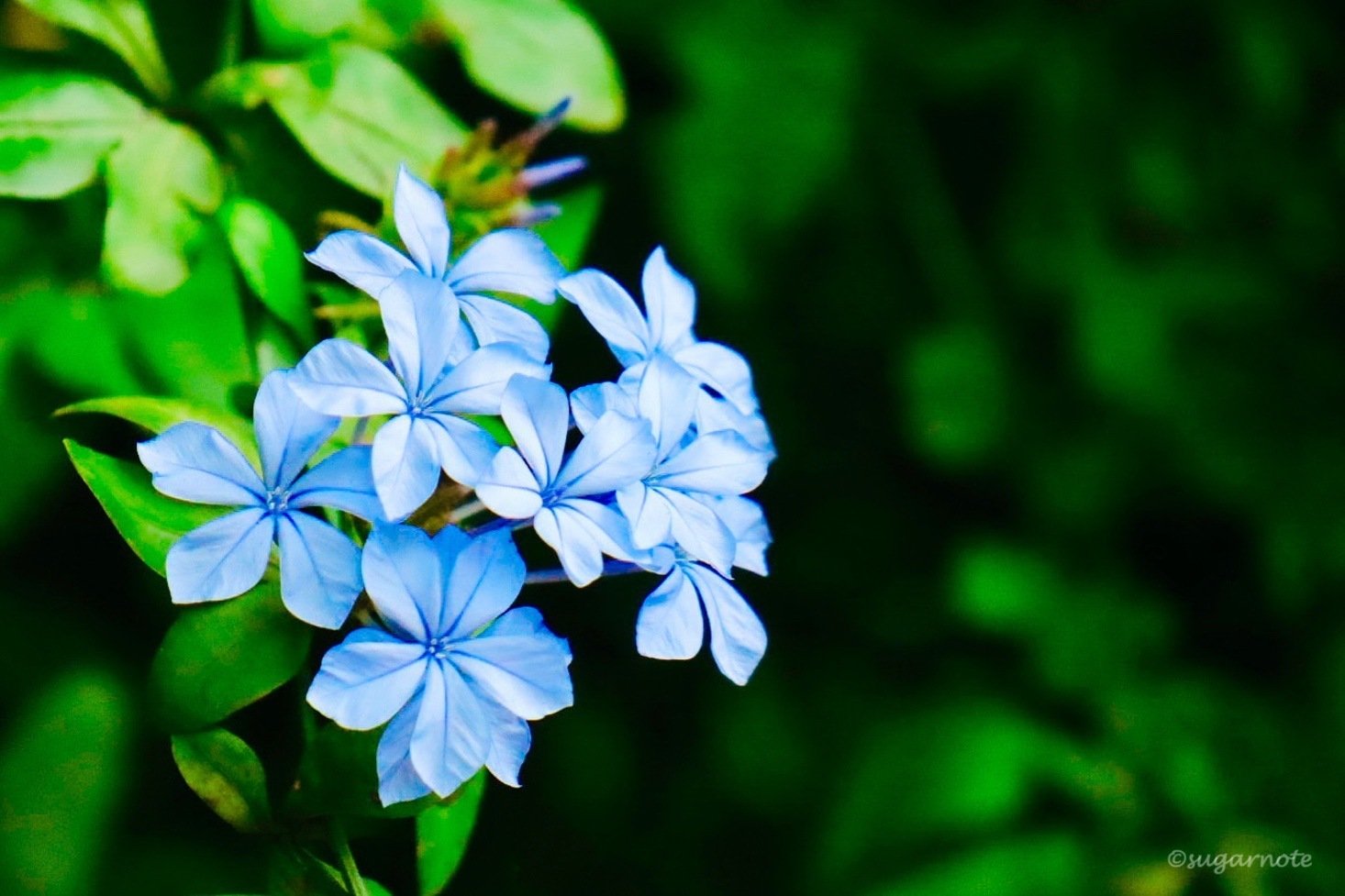 ほんの少し、違って見えた青い花 【photo】｜Rui