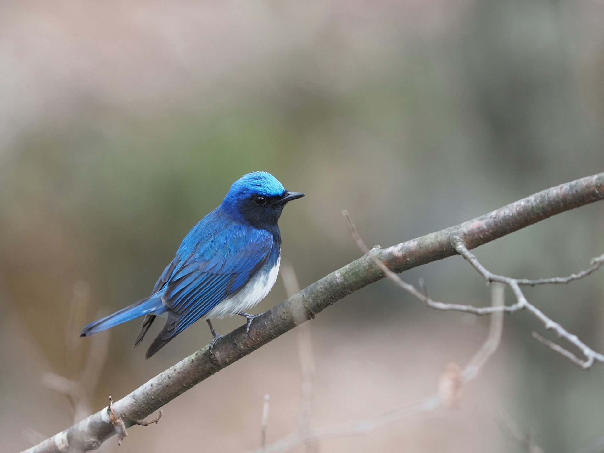 小鳥 夏鳥シーズン到来！｜大塚敏之｜星野リゾート