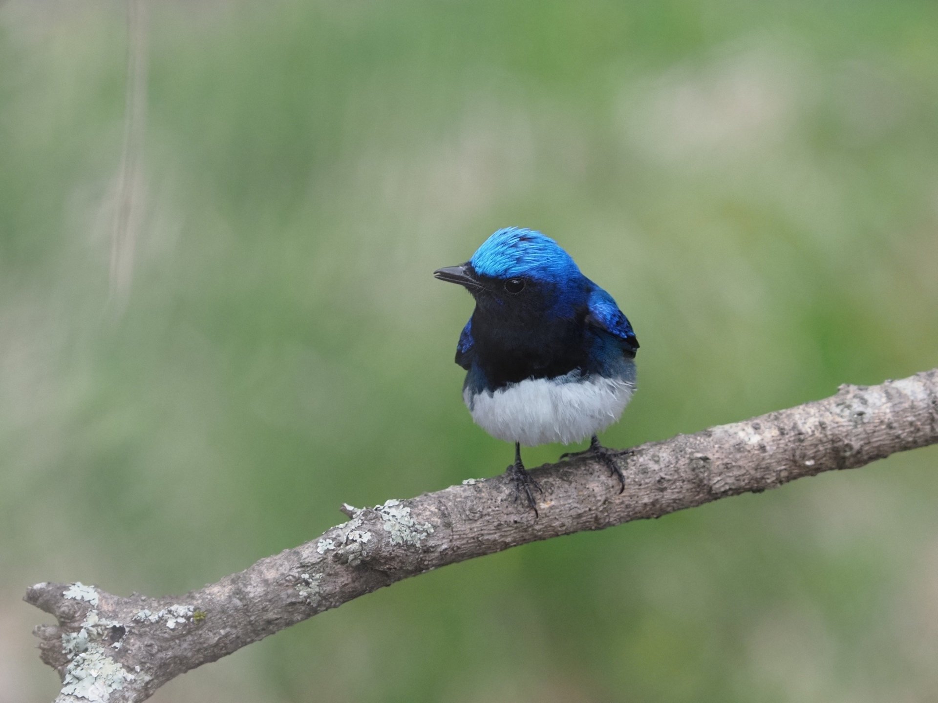 夏鳥シーズン到来！｜大塚敏之｜星野リゾート
