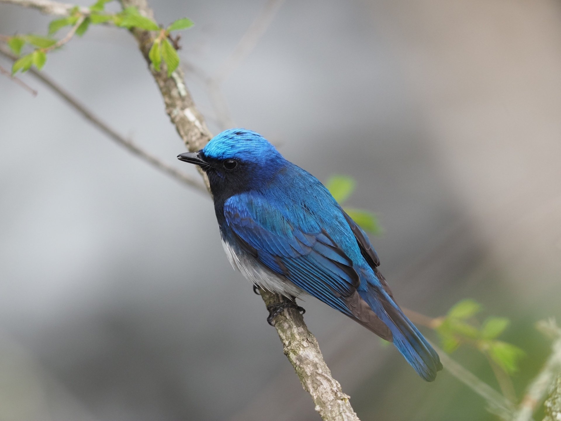 夏鳥シーズン到来！｜大塚敏之｜星野リゾート