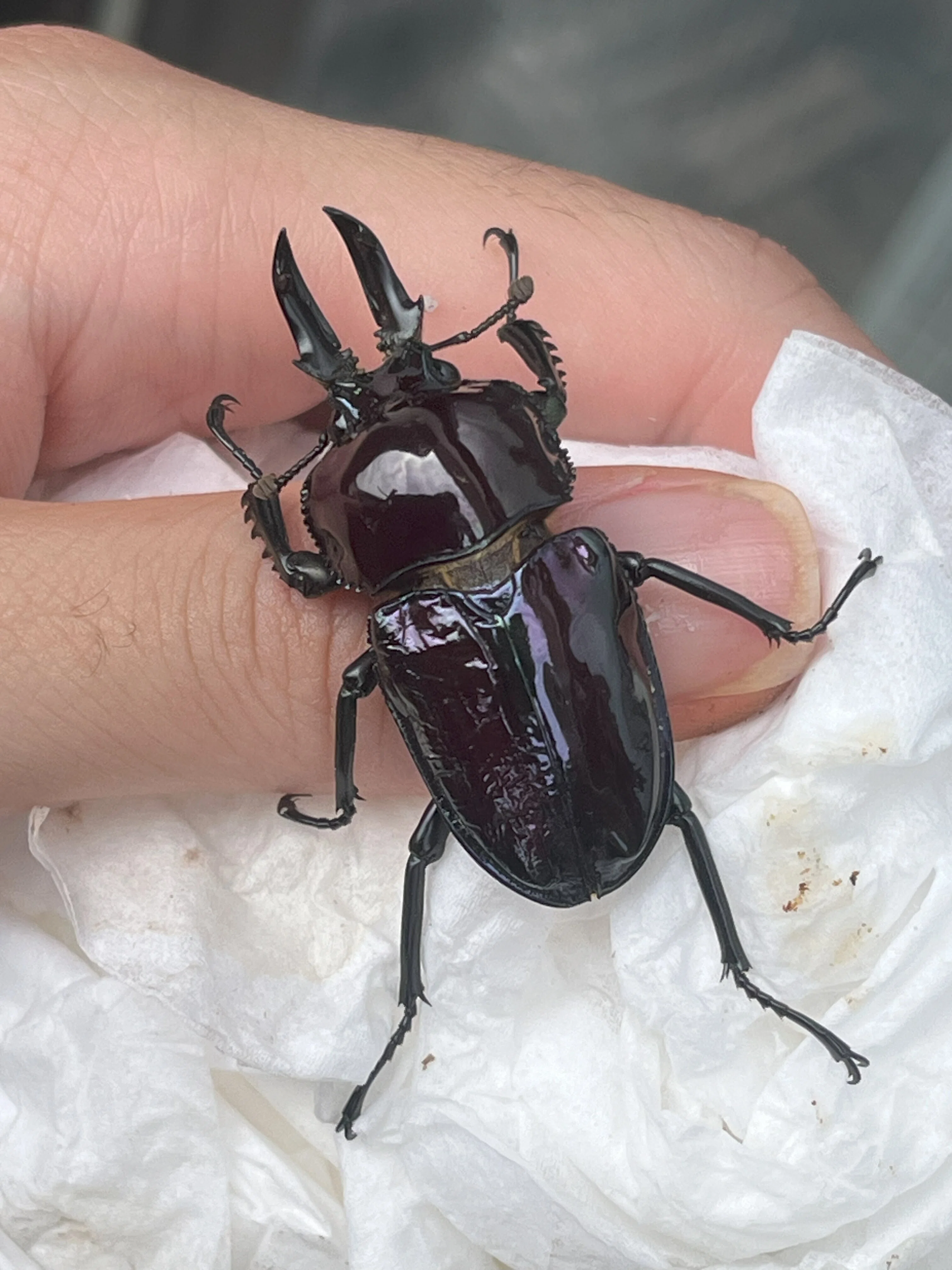 ニジイロクワガタ購入ショップおすすめ】プロが教える！ニジイロ