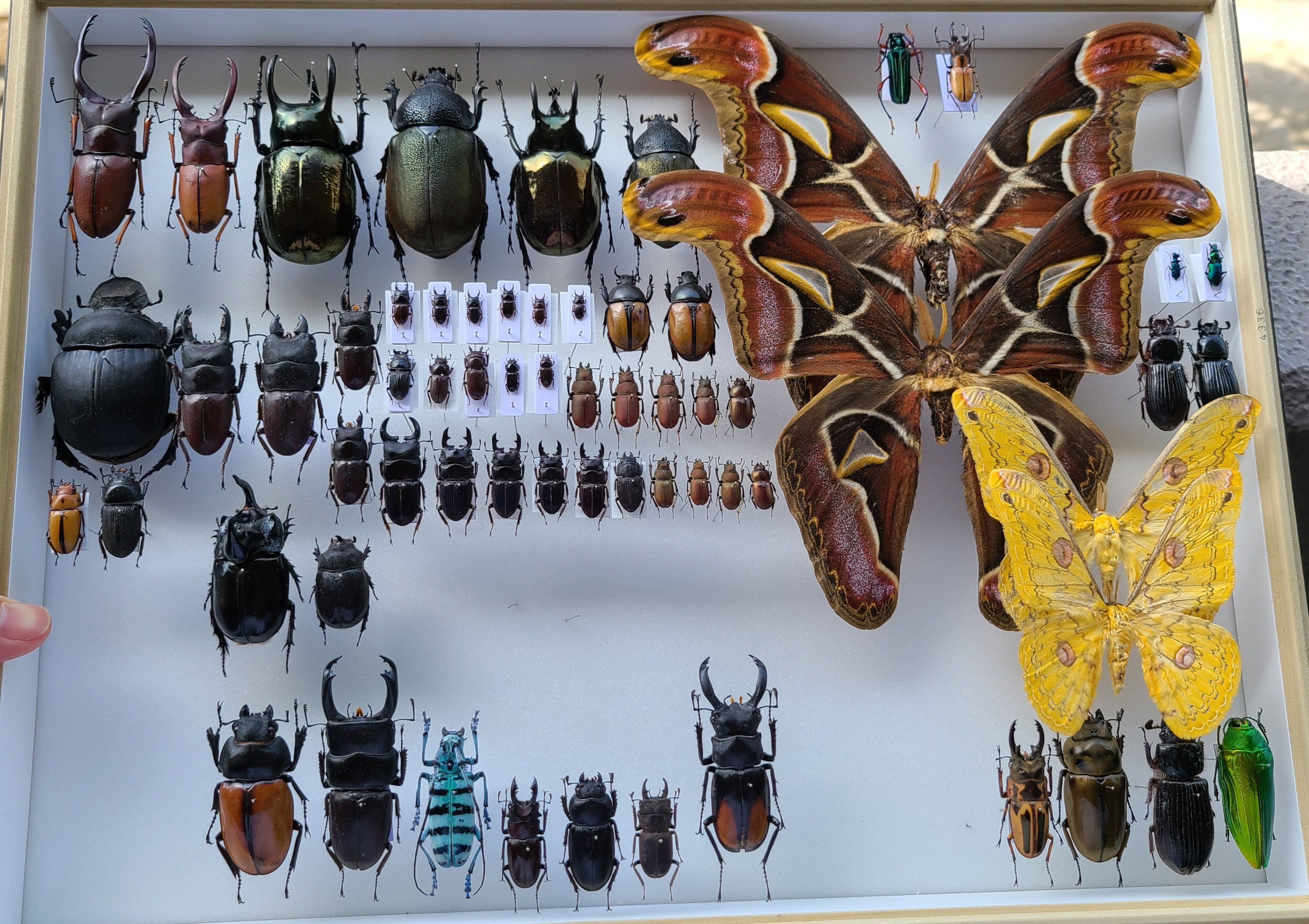 関西・対馬 オオクワガタ採集記 ～対馬編～｜キヨタミ