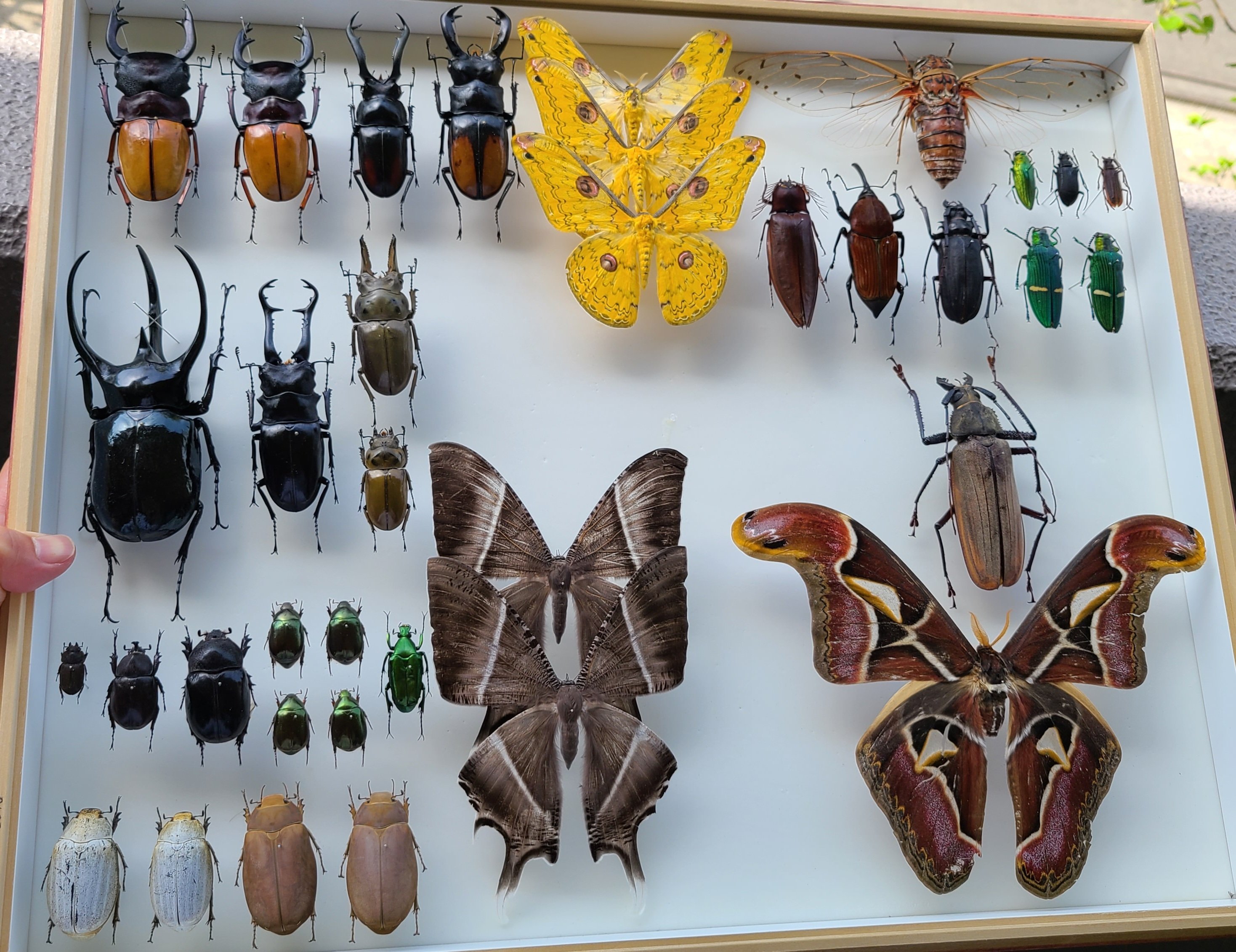 対馬クワガタセット ☆WD！対馬産コクワガタ♂31mmペア☆ - INSECT ULTIMA