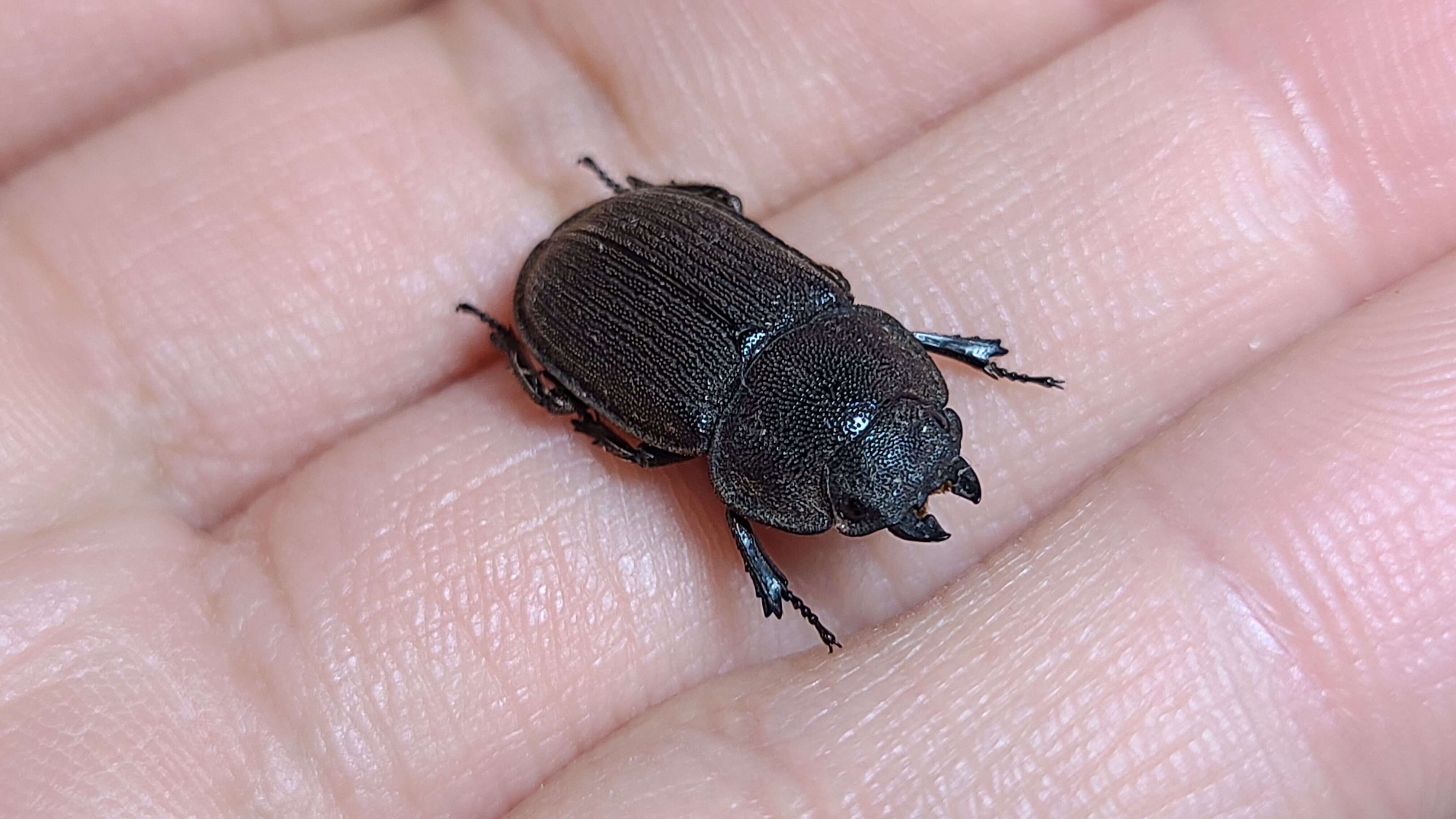 対馬・関西地方 オオクワガタ採集記 ～対馬編～｜キヨタミ