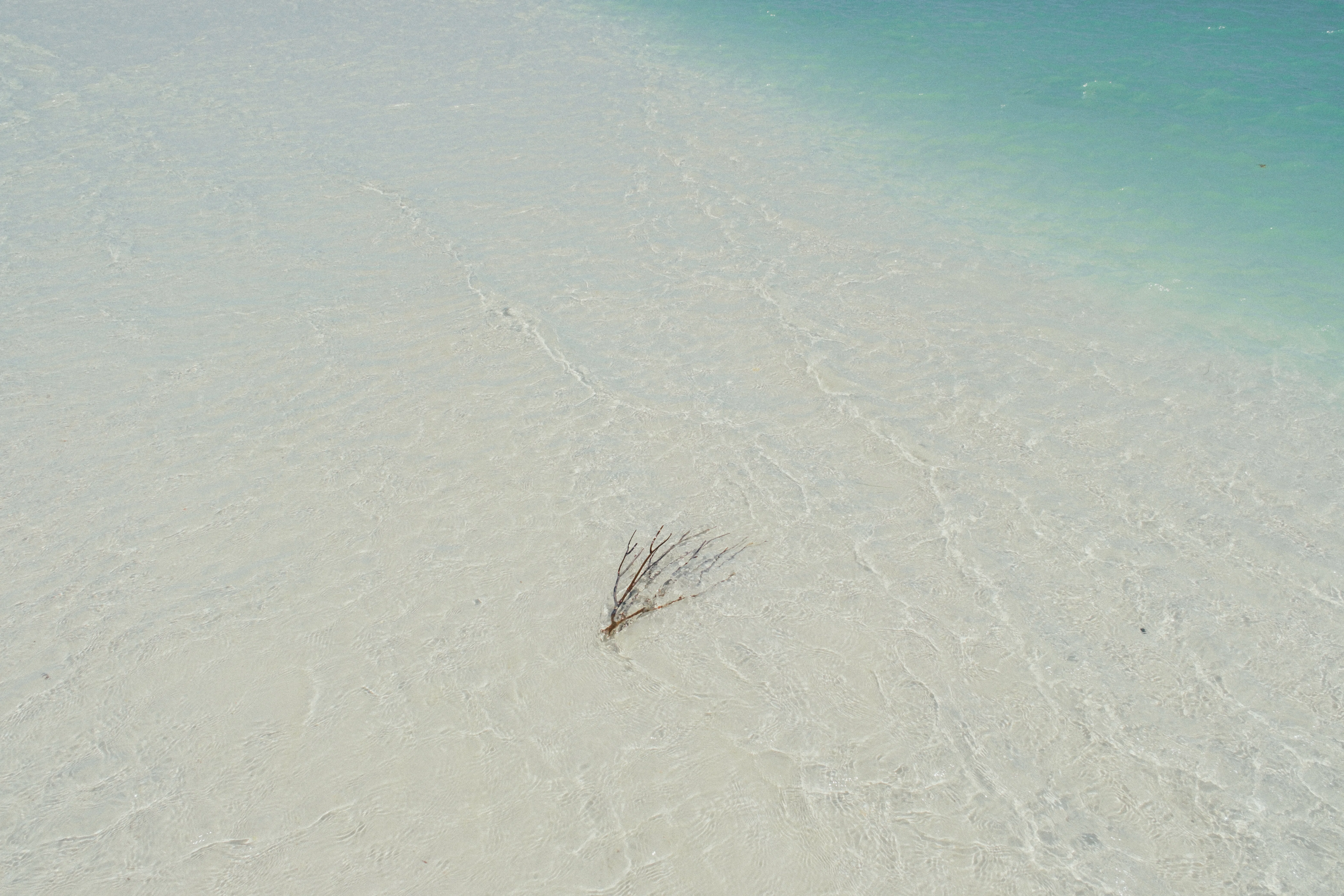 カリブ海の秘密の楽園へ 【メキシコ🇲🇽オルボクス島】｜Kodai