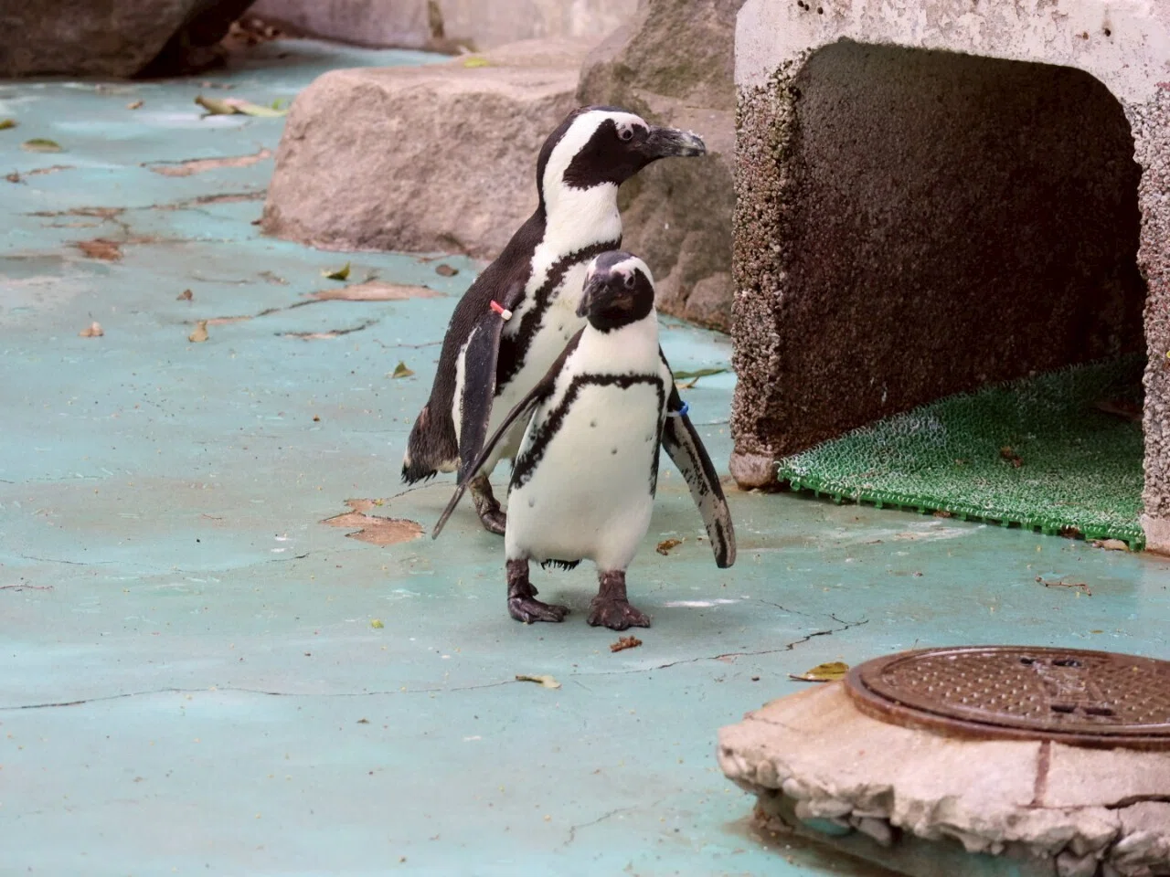 003_アシカ・ペンギン池（千葉市動物公園）｜はっちょ