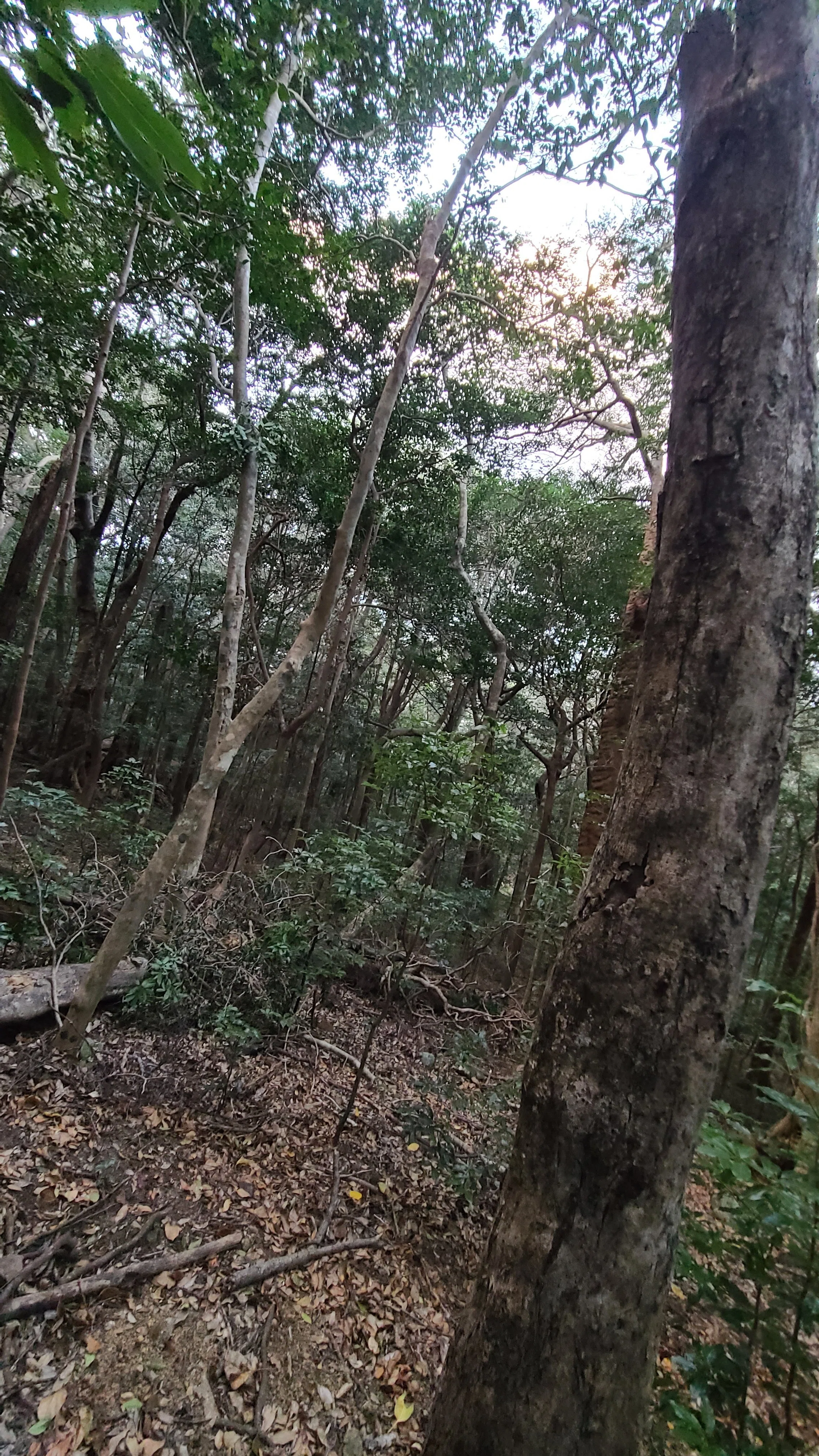 対馬・関西地方 オオクワガタ採集記 ～対馬編～｜キヨタミ