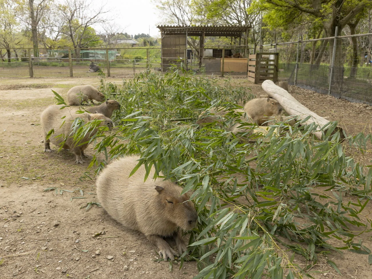 Expansion and Renewal of the Enclosure at Sodegaura Fureai Animal