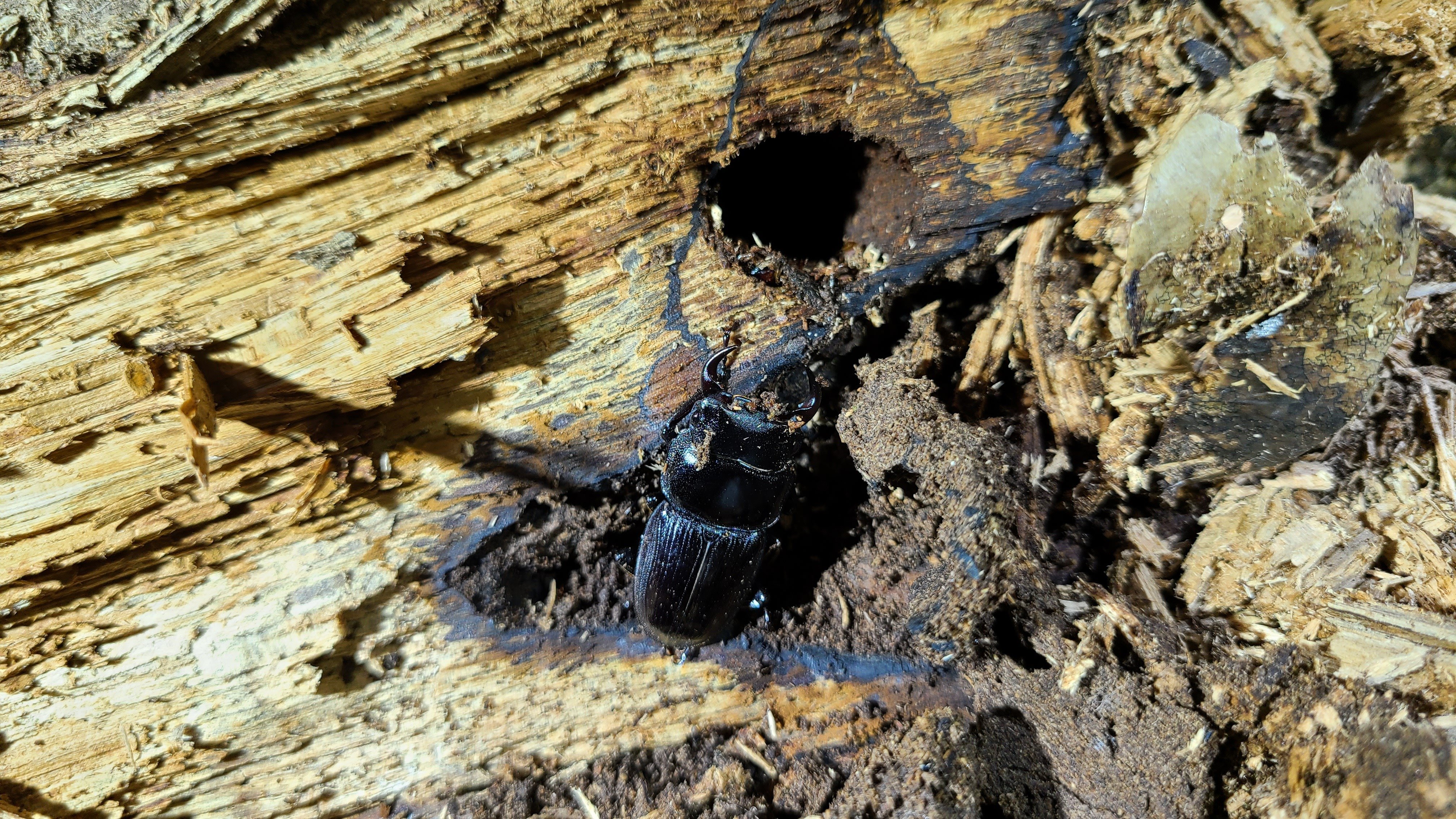 対馬クワガタセット ☆WD！対馬産コクワガタ♂31mmペア☆ - INSECT ULTIMA