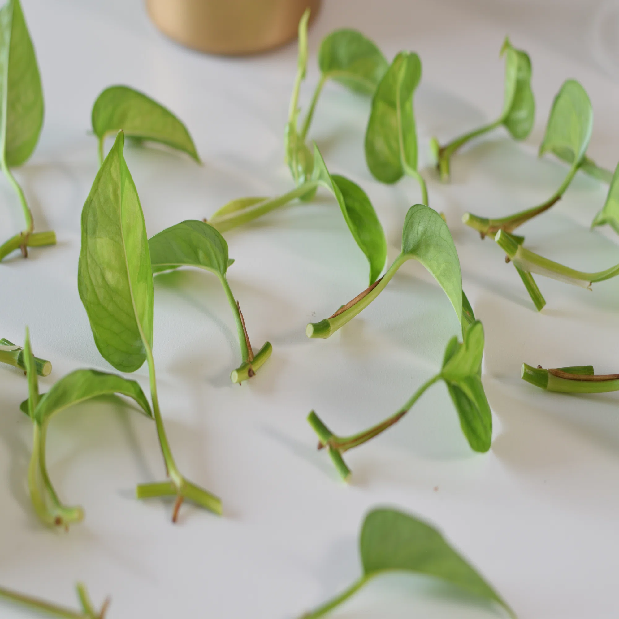 The Foolproof Textbook for Pruning Pothos |