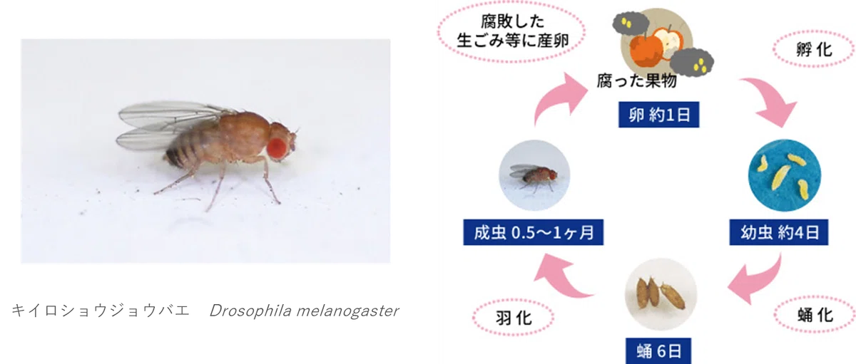 コバエ ～対策に、ワンプッシュ！暑い夏はコバエが爆増する季節。｜KINCHO公式note 大日本除虫菊株式会社 金鳥
