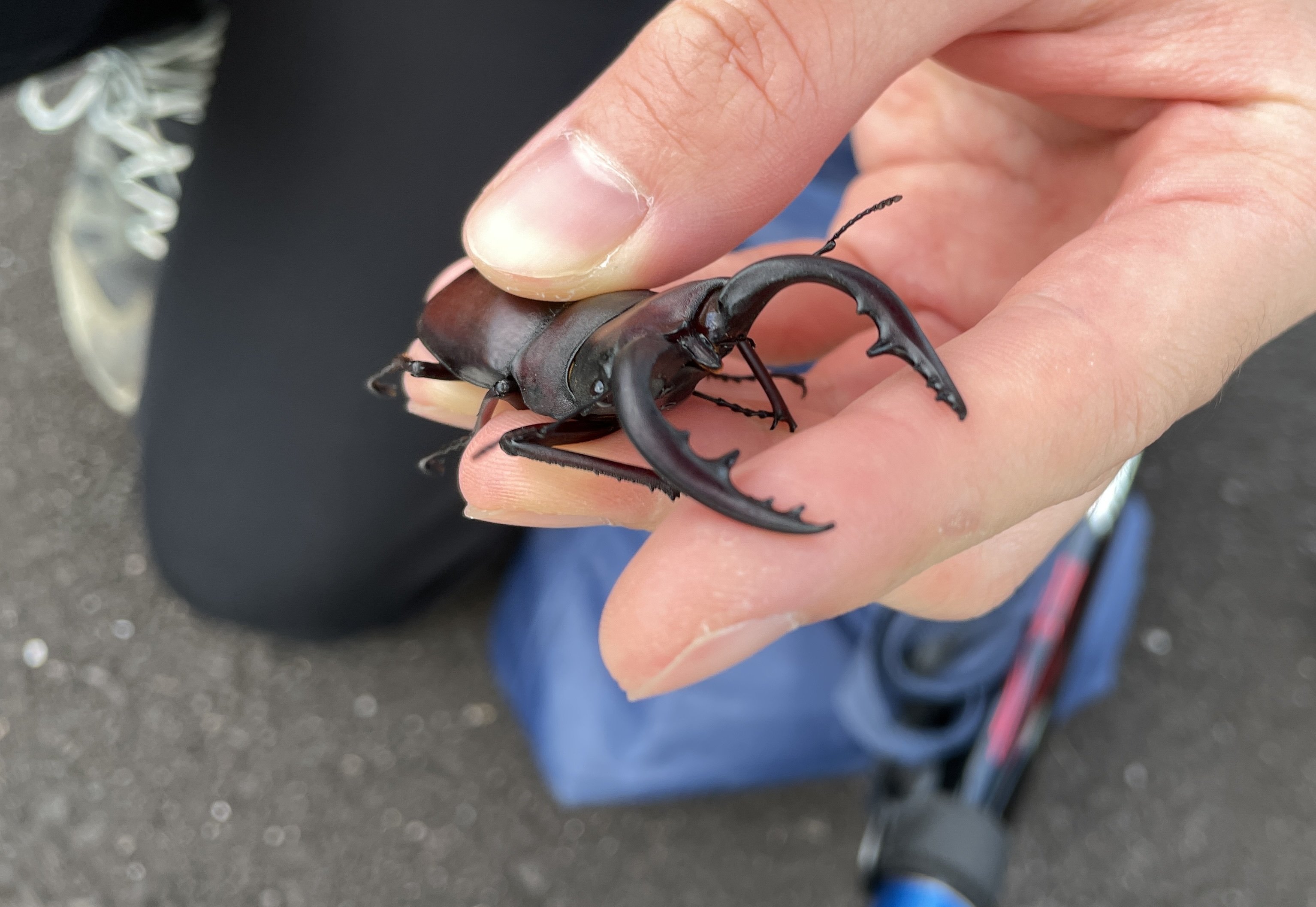 伊豆大島の虫も、うまく行かない｜S K