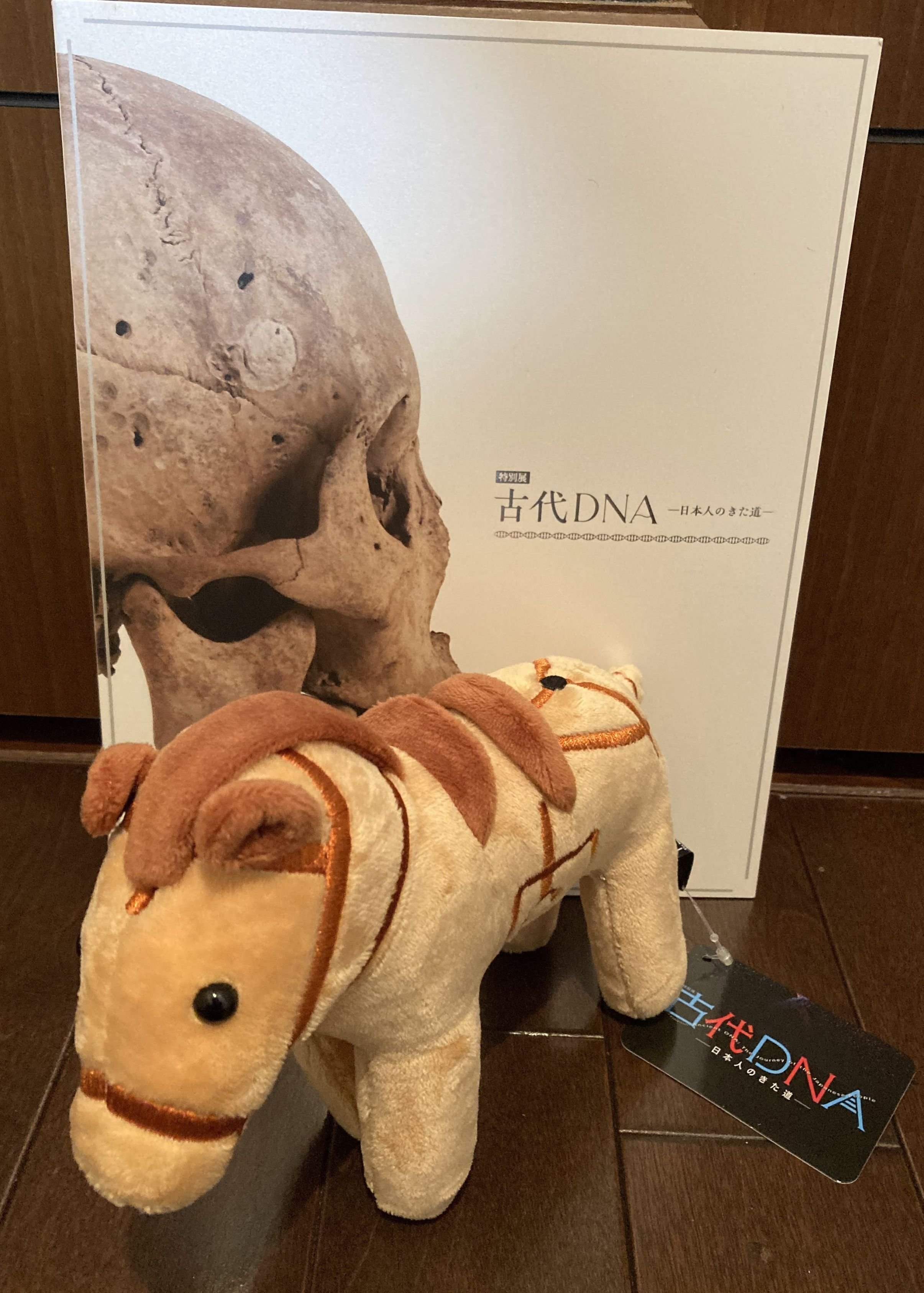国立科学博物館 特別展「古代DNA ―日本人のきた道―」Special