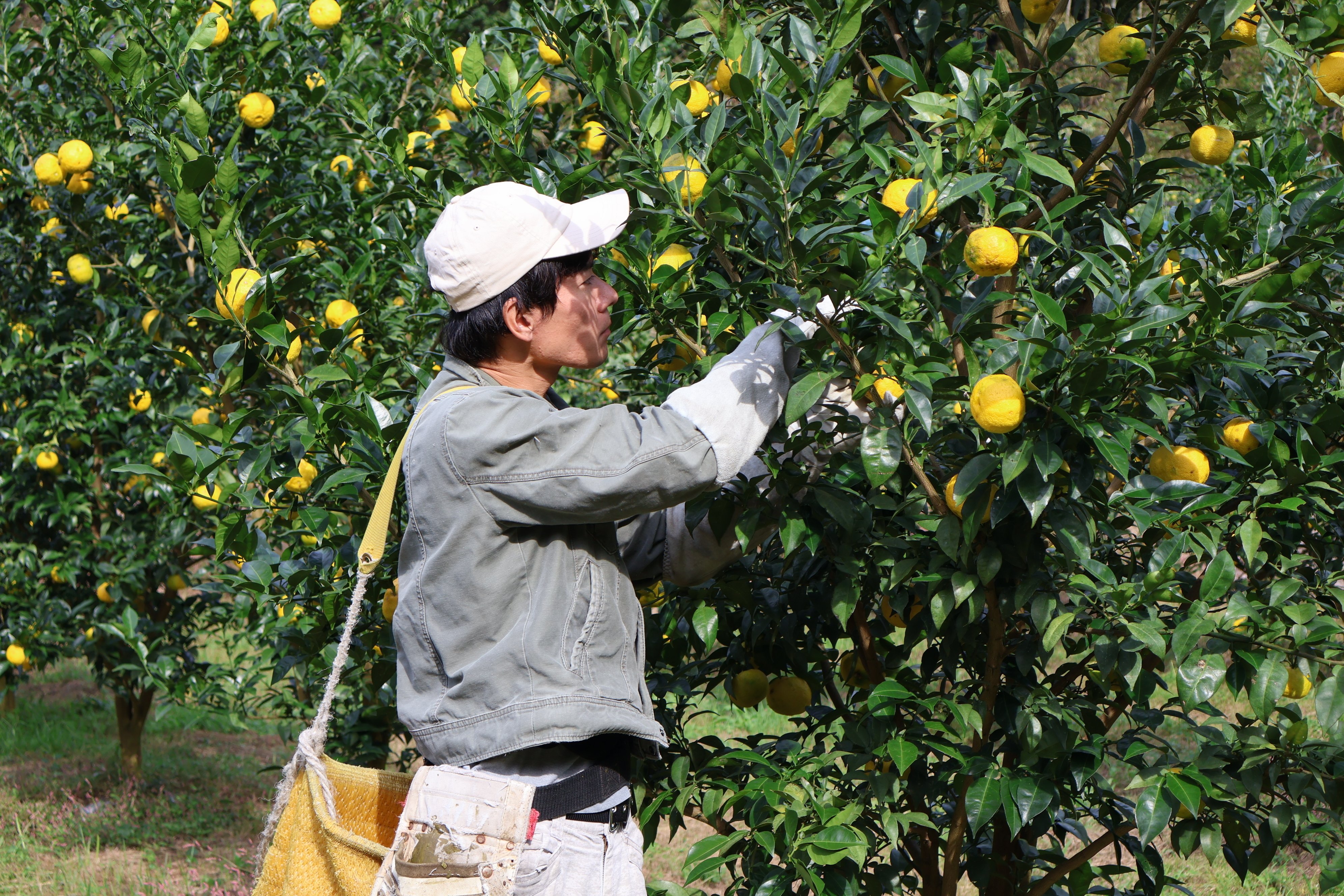 ゆずは自分を表現してくれる存在。「ゆず香る里」高知県北川村のゆずを