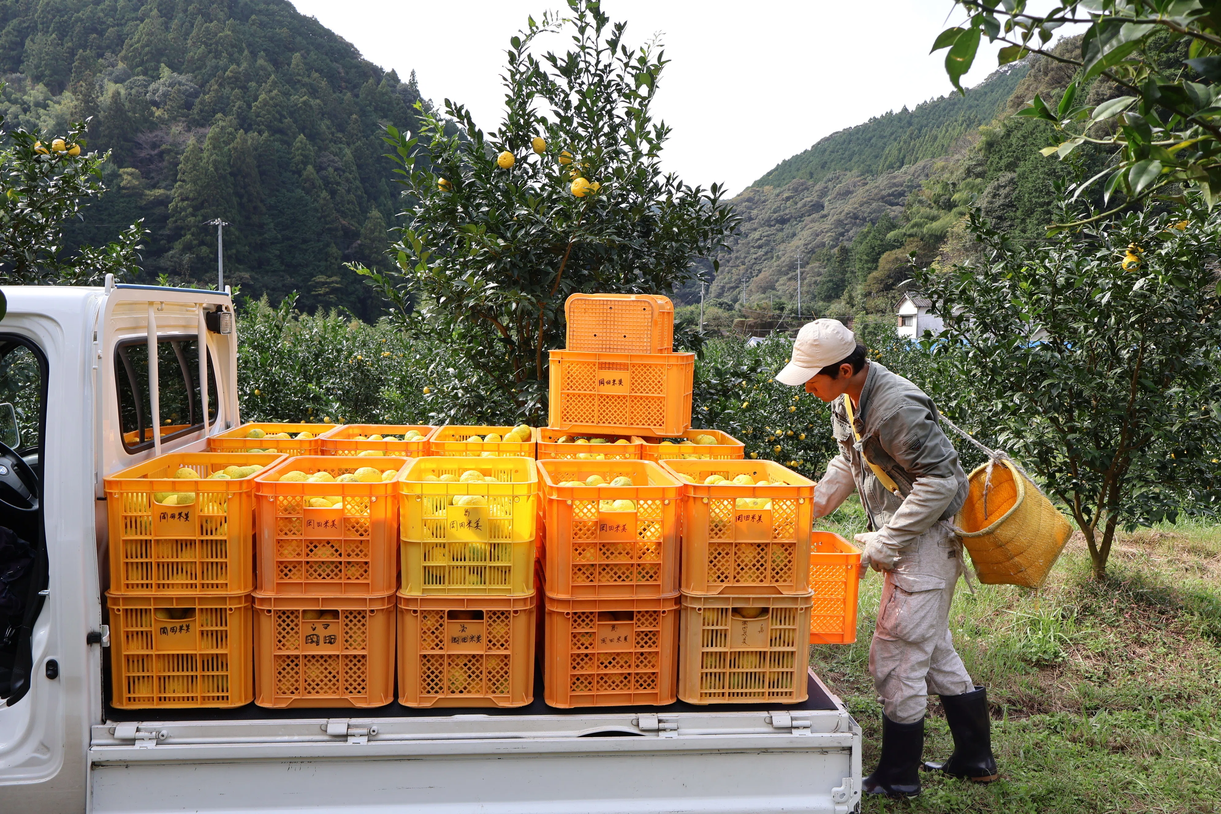 高知県北川村産本柚子約20kg　栽培期間中農薬不使用 ゆずは自分を表現してくれる存在。「ゆず香る里」高知県北川村のゆずを