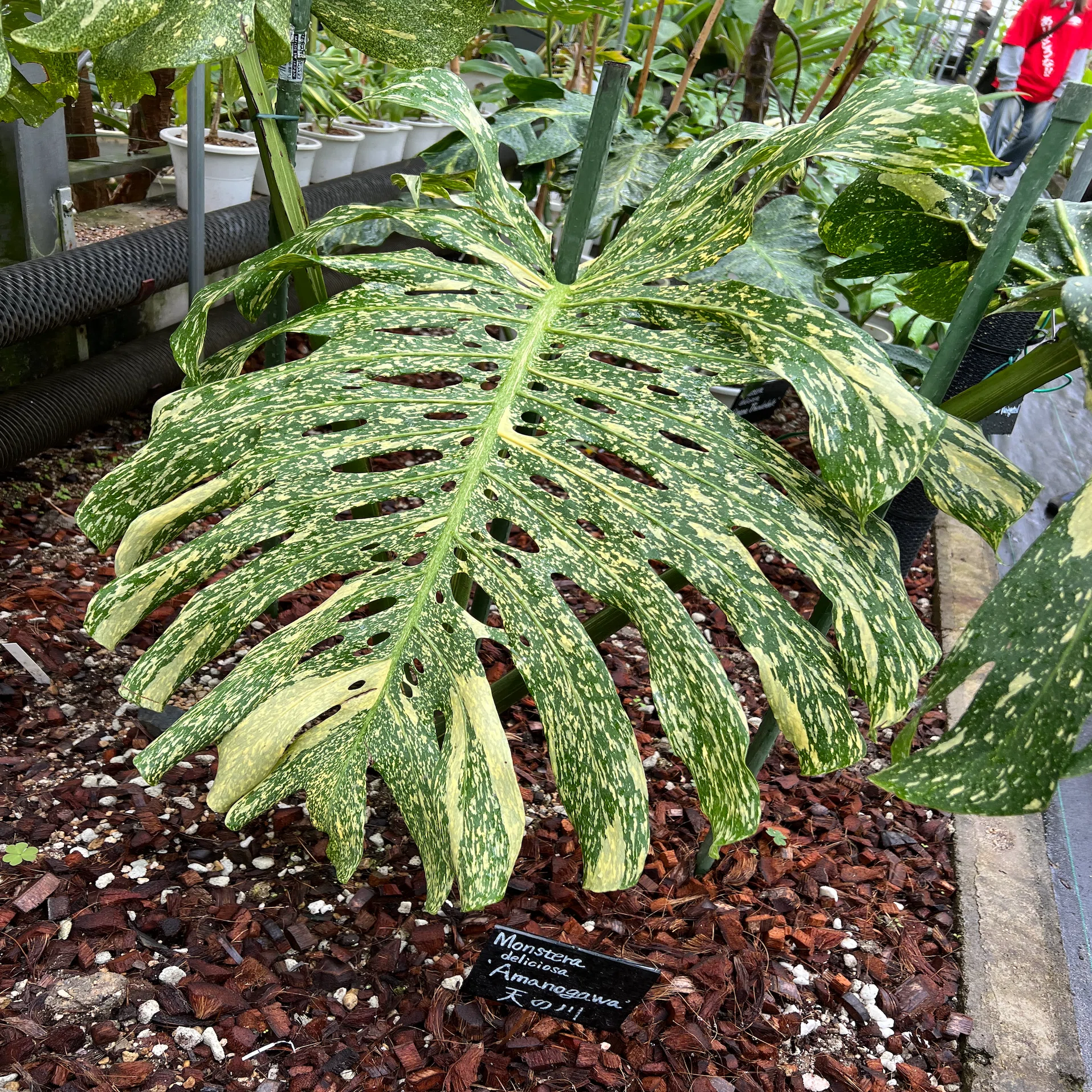 観葉植物　モンステラ 健康的 根性ナシOK】観葉植物と始める、ゆるく整う健康習慣【観葉植物のある
