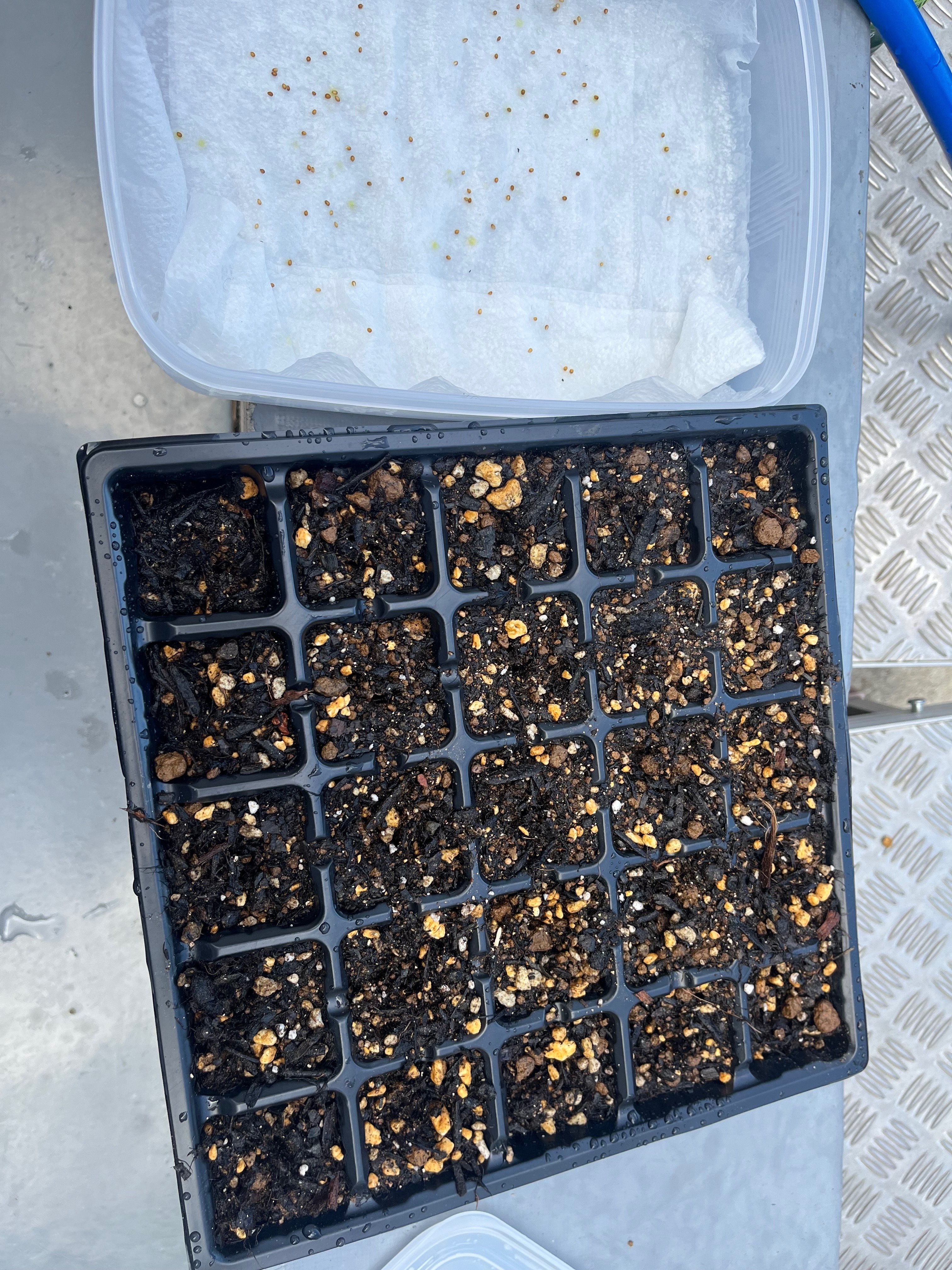 2024年夏から2025年秋園芸の記録(パンジー、ビオラの種まき)｜あつし