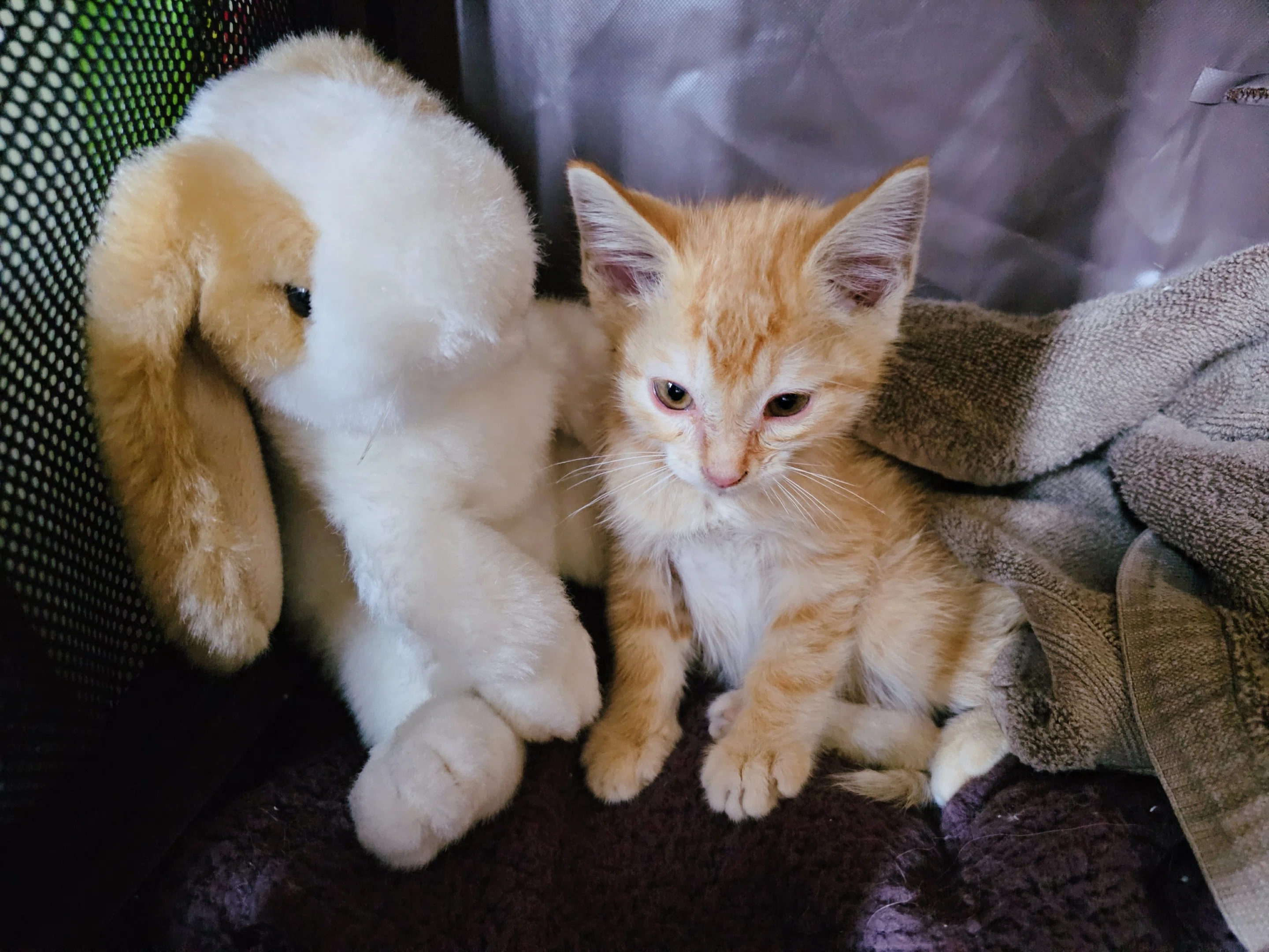 NNN ねこねこネットワーク を知ってるか｜もぐもぐ