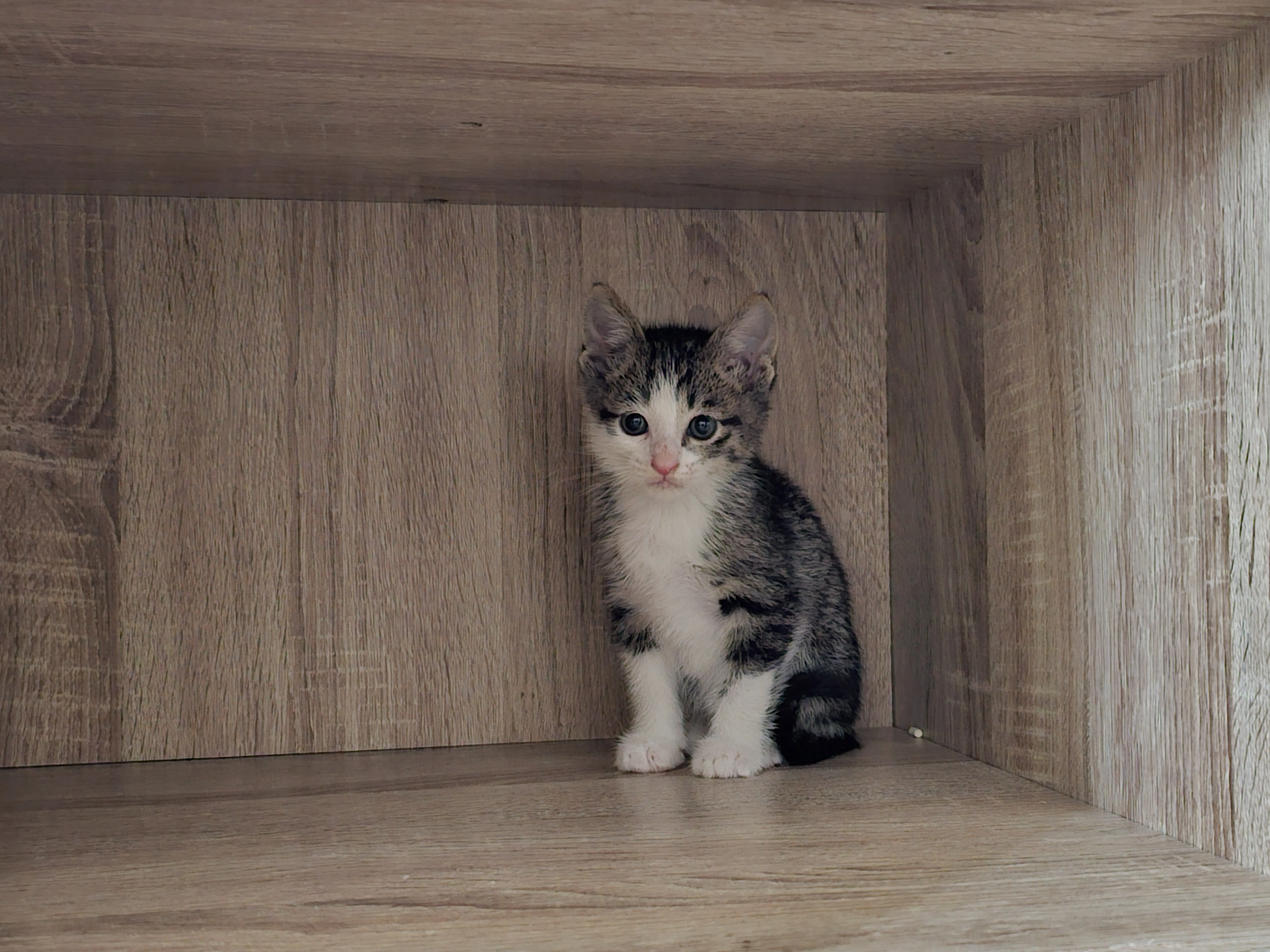 NNN ねこねこネットワーク を知ってるか｜もぐもぐ