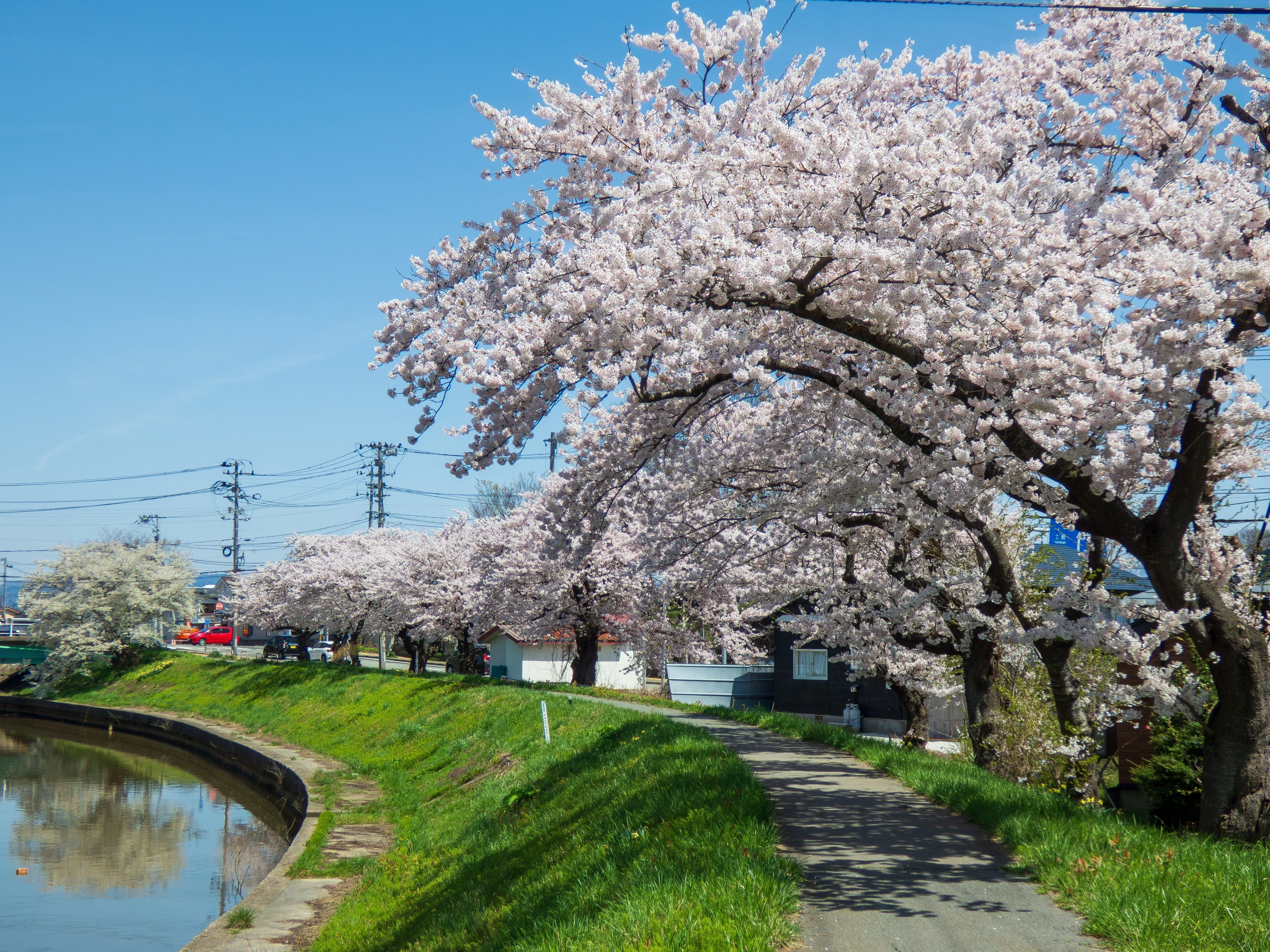 桜めぐり〜草生津川〜 / Photolog 【LUMIX FZ85D】｜Re_passo