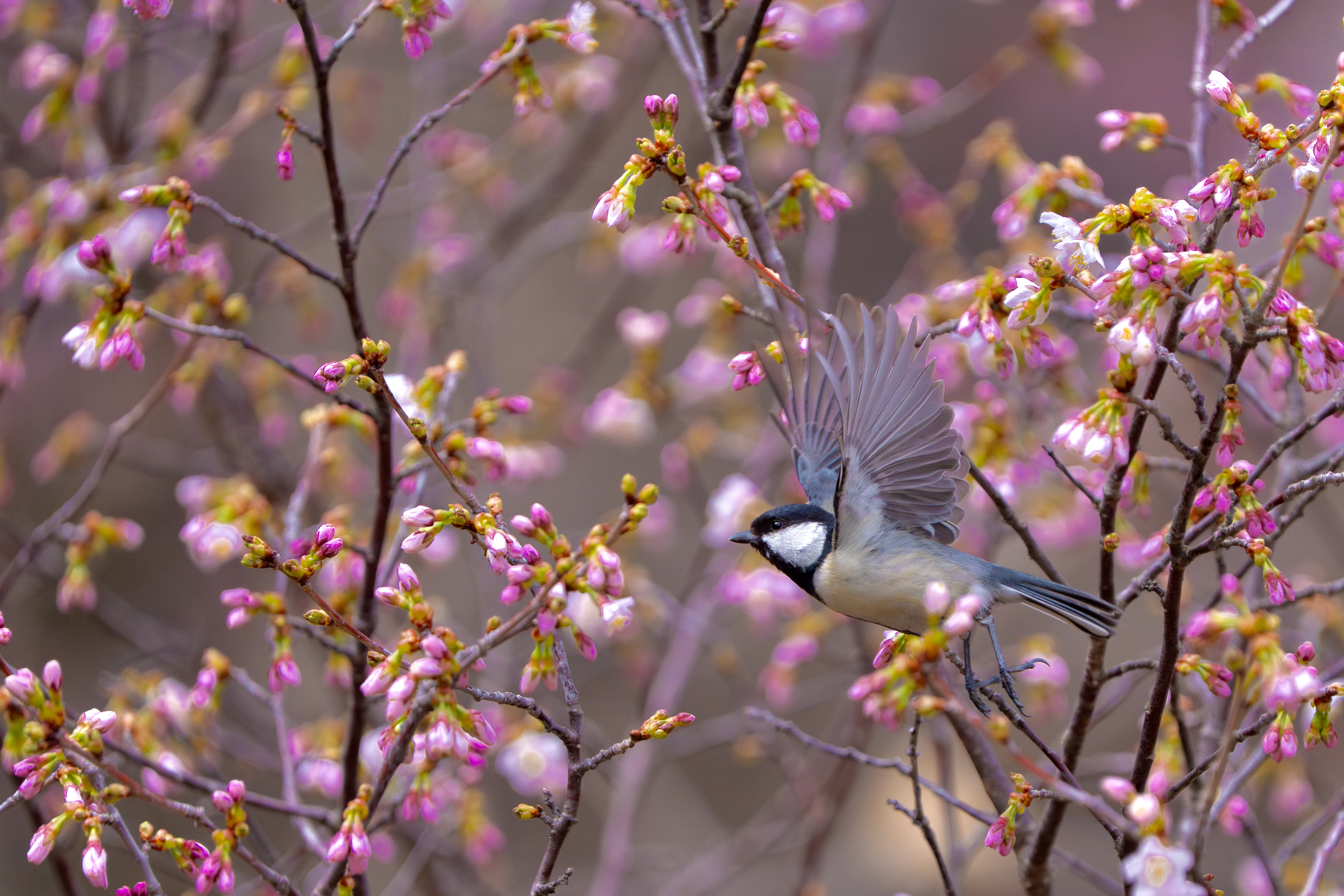 2025年4月の野鳥観察｜TOLIMAN Hondα