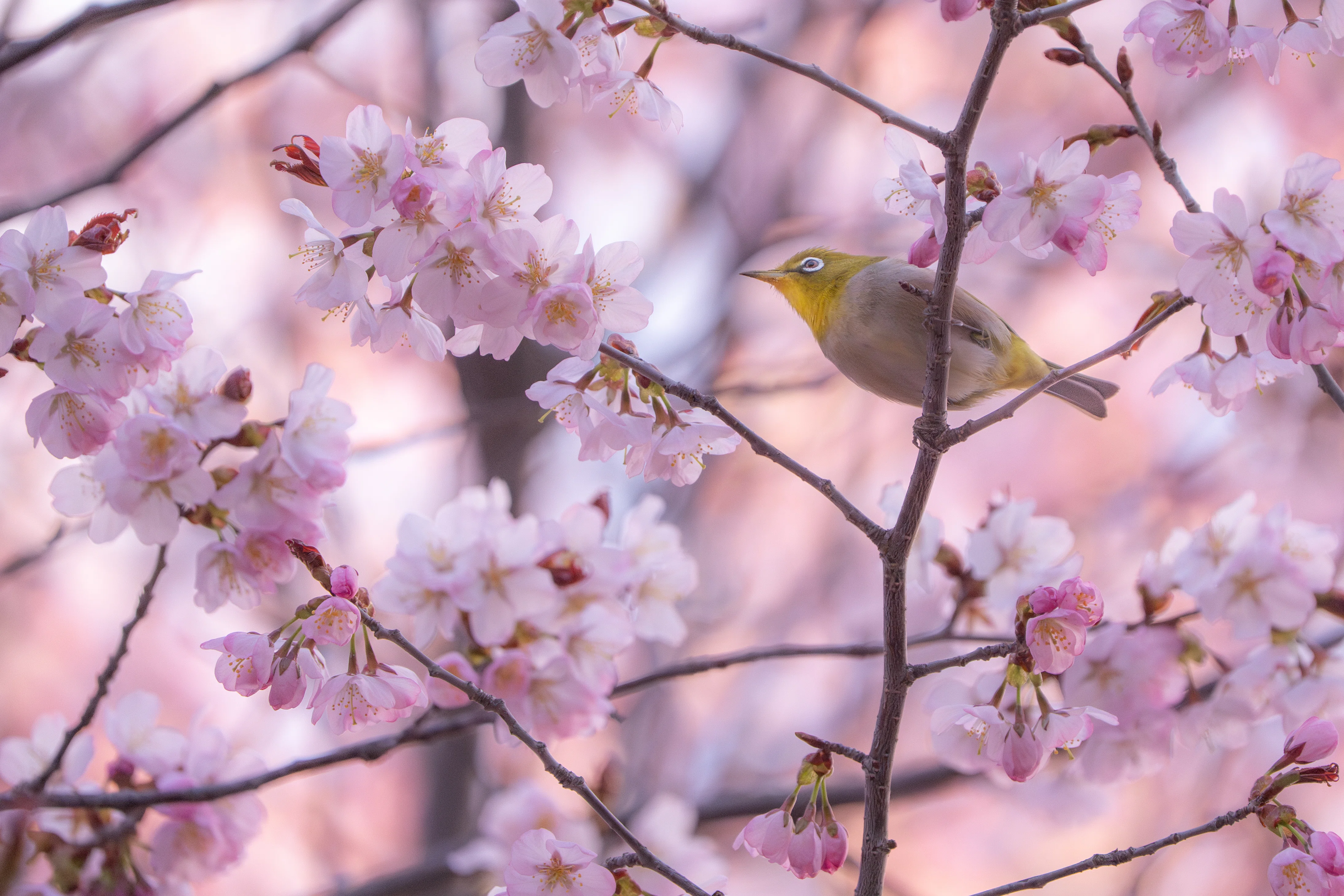 2025年4月の野鳥観察｜TOLIMAN Hondα