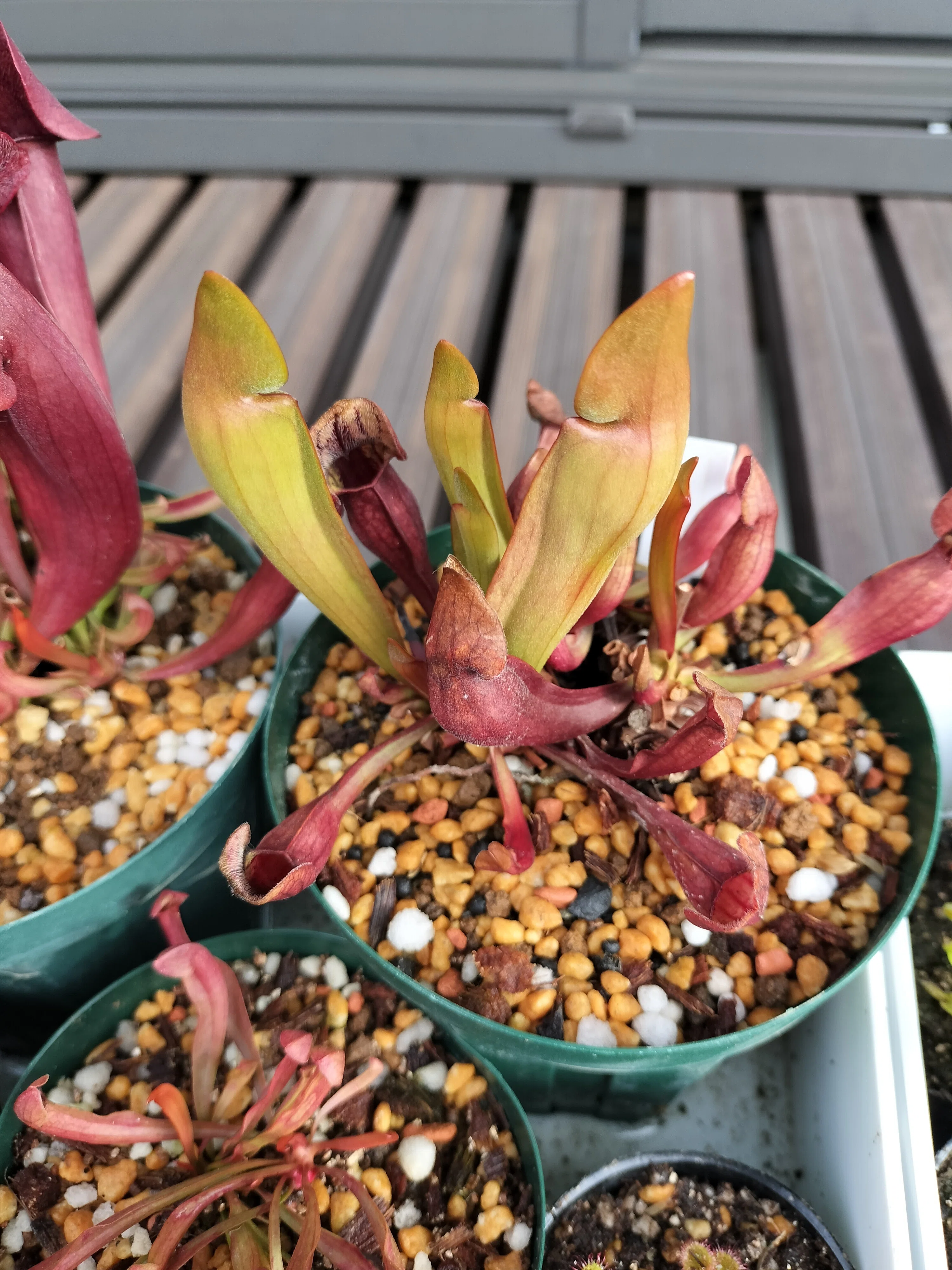食虫植物の近況2 (ハエトリソウ、サラセニア)｜ふできょ