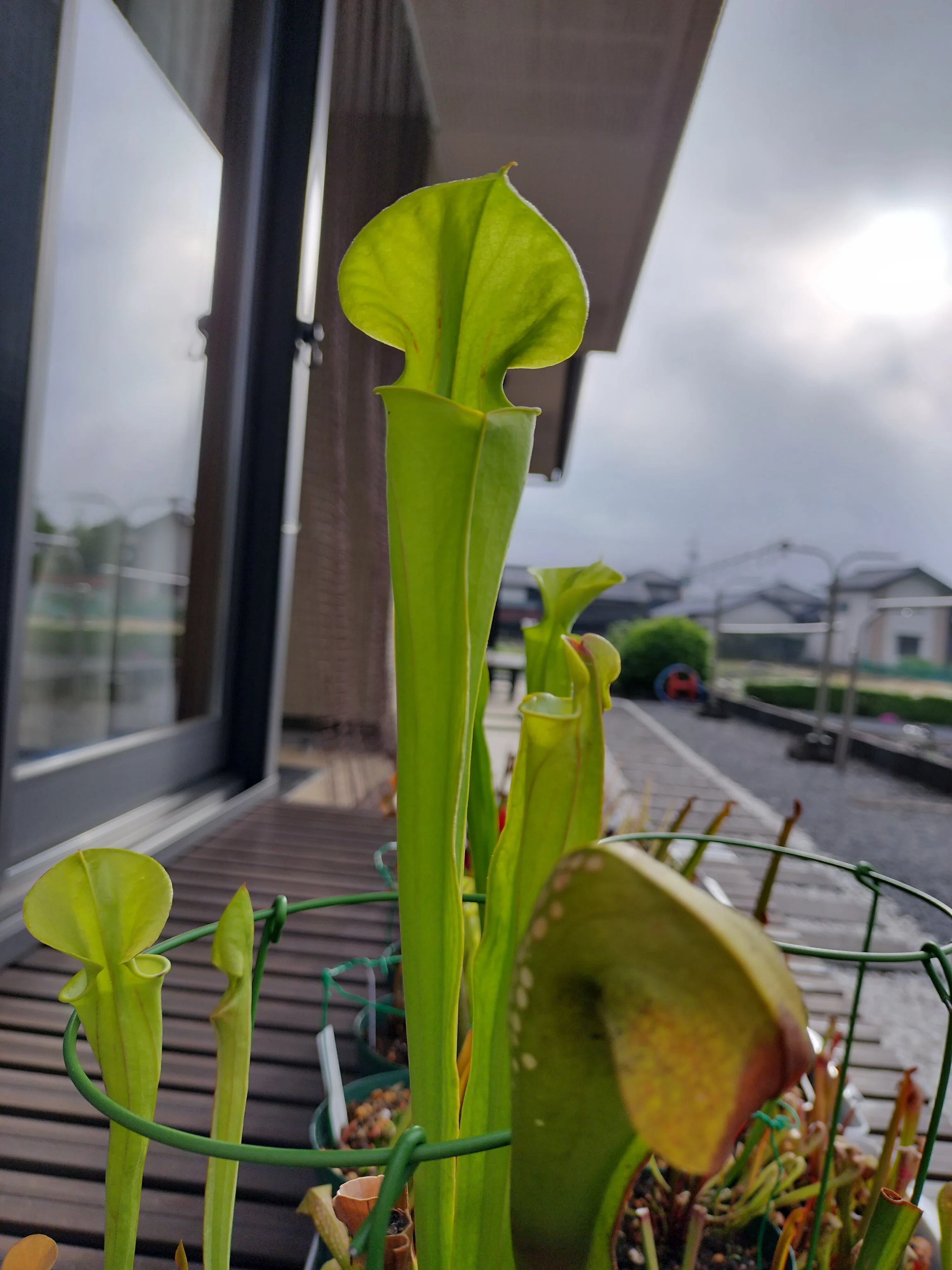 食虫植物の近況2 (ハエトリソウ、サラセニア)｜ふできょ