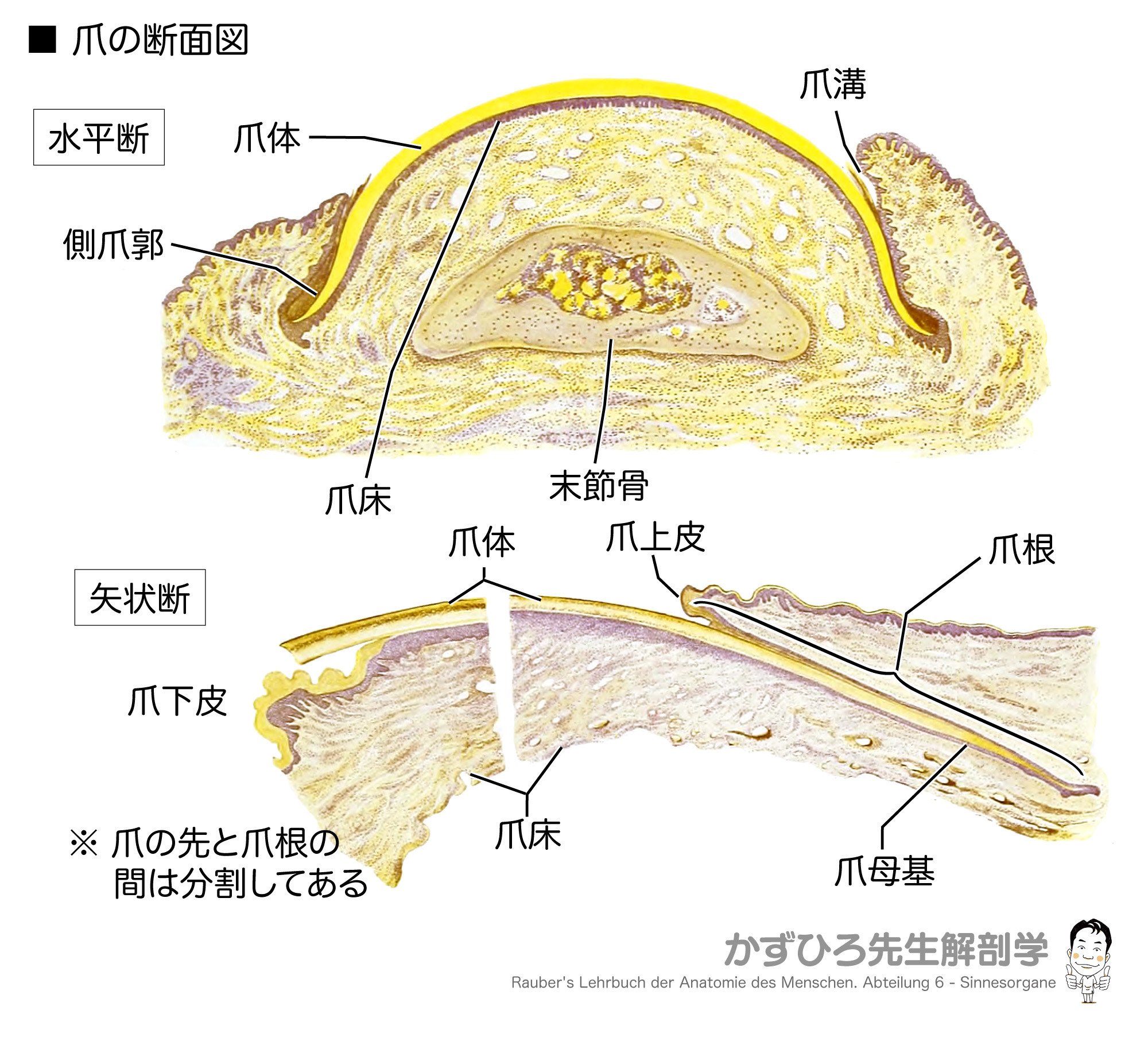 ✨ 爪ってこんなに奥深い！覚えるべき5つのポイント ✨｜かずひろ先生