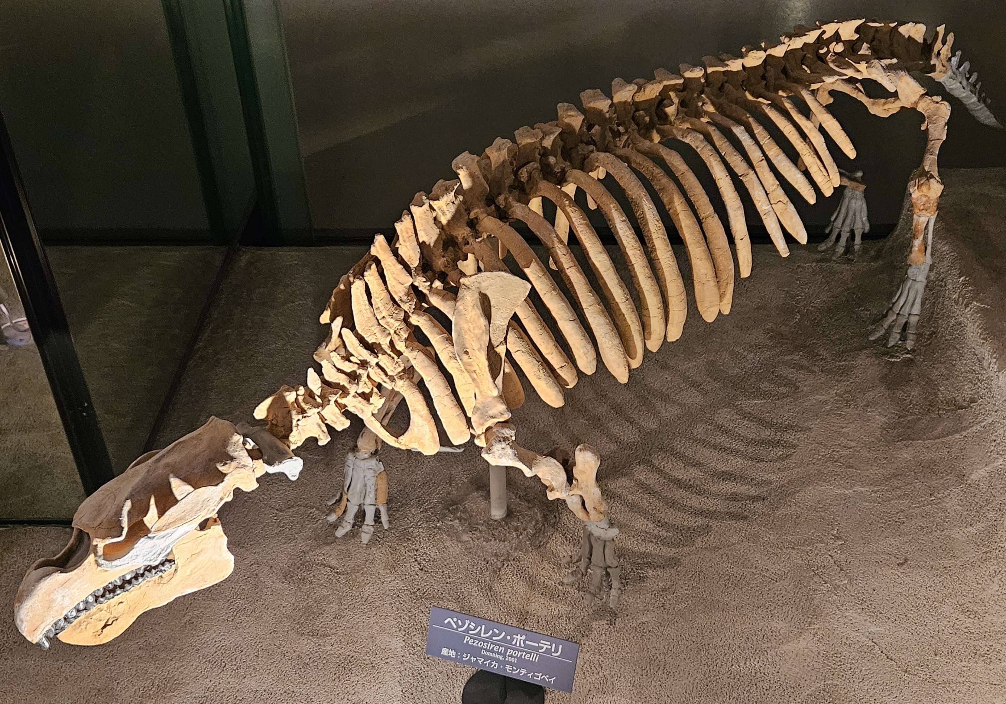 化石　骨格　標本　恐竜　超巨大種　ワニ　美麗歯 絶滅危機のワニ骨格標本、「フィギュア」と偽り密輸入…逮捕の男