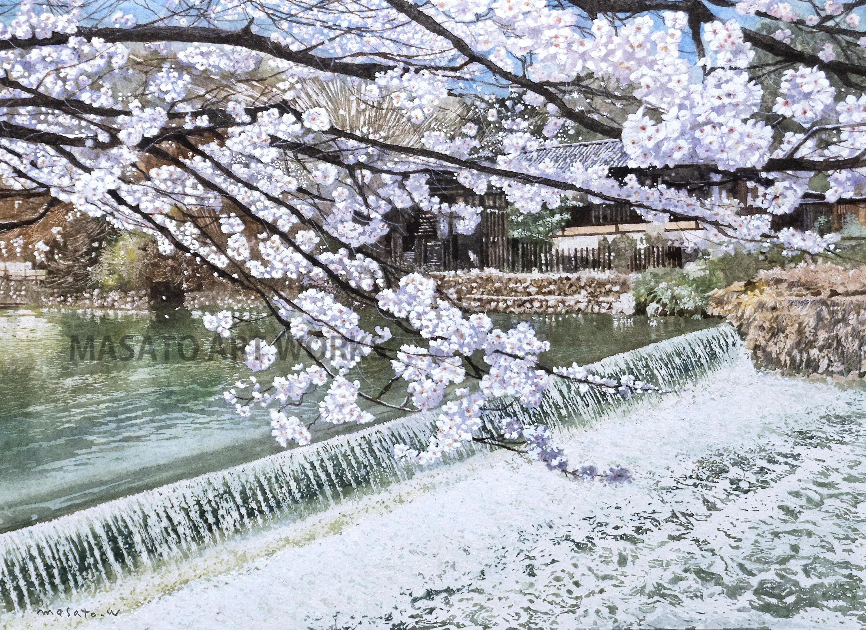 細部まで描いた”桜の水彩画”7作品をスライドショーで作りました
