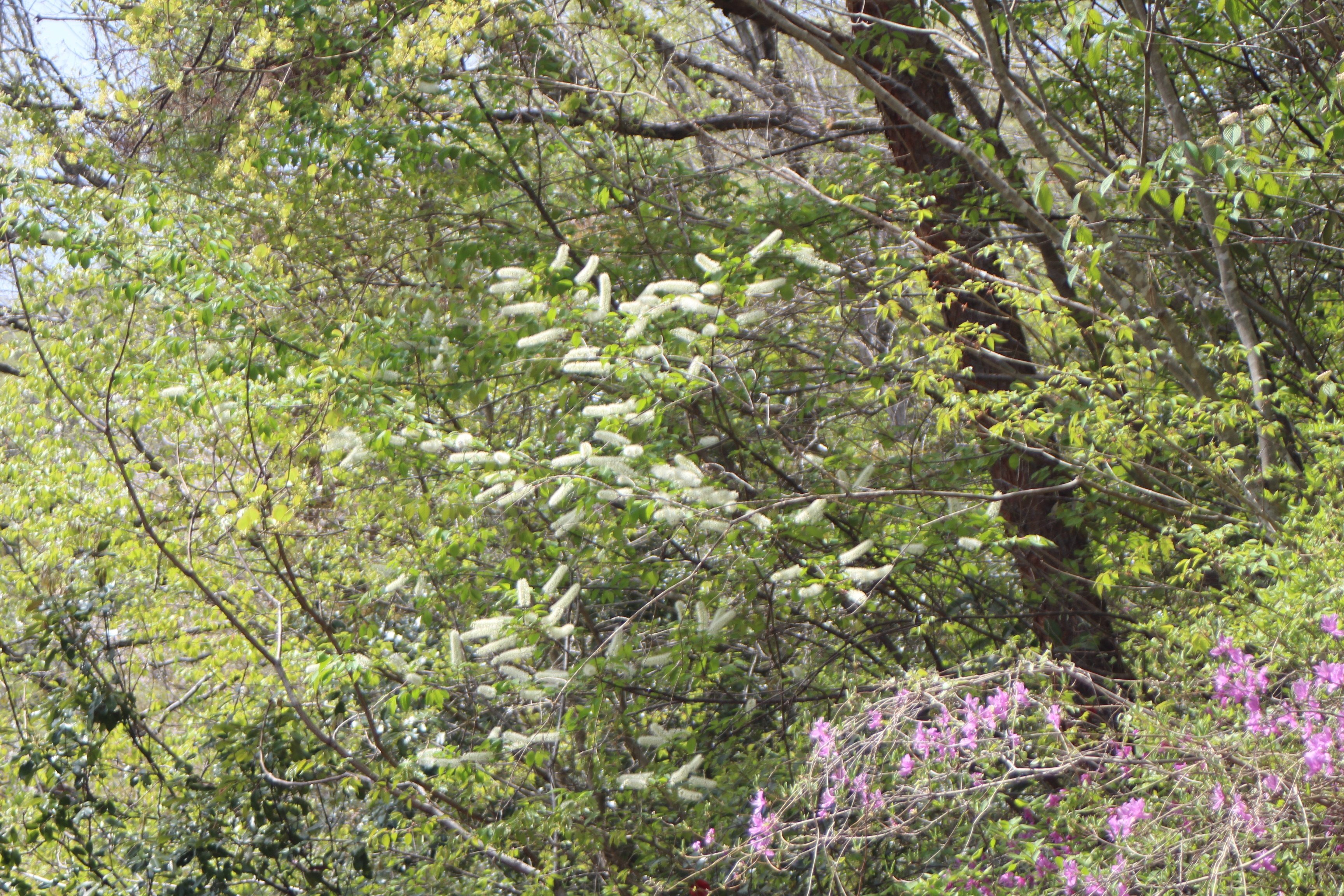 ウワミズザクラ｜あおはくたき