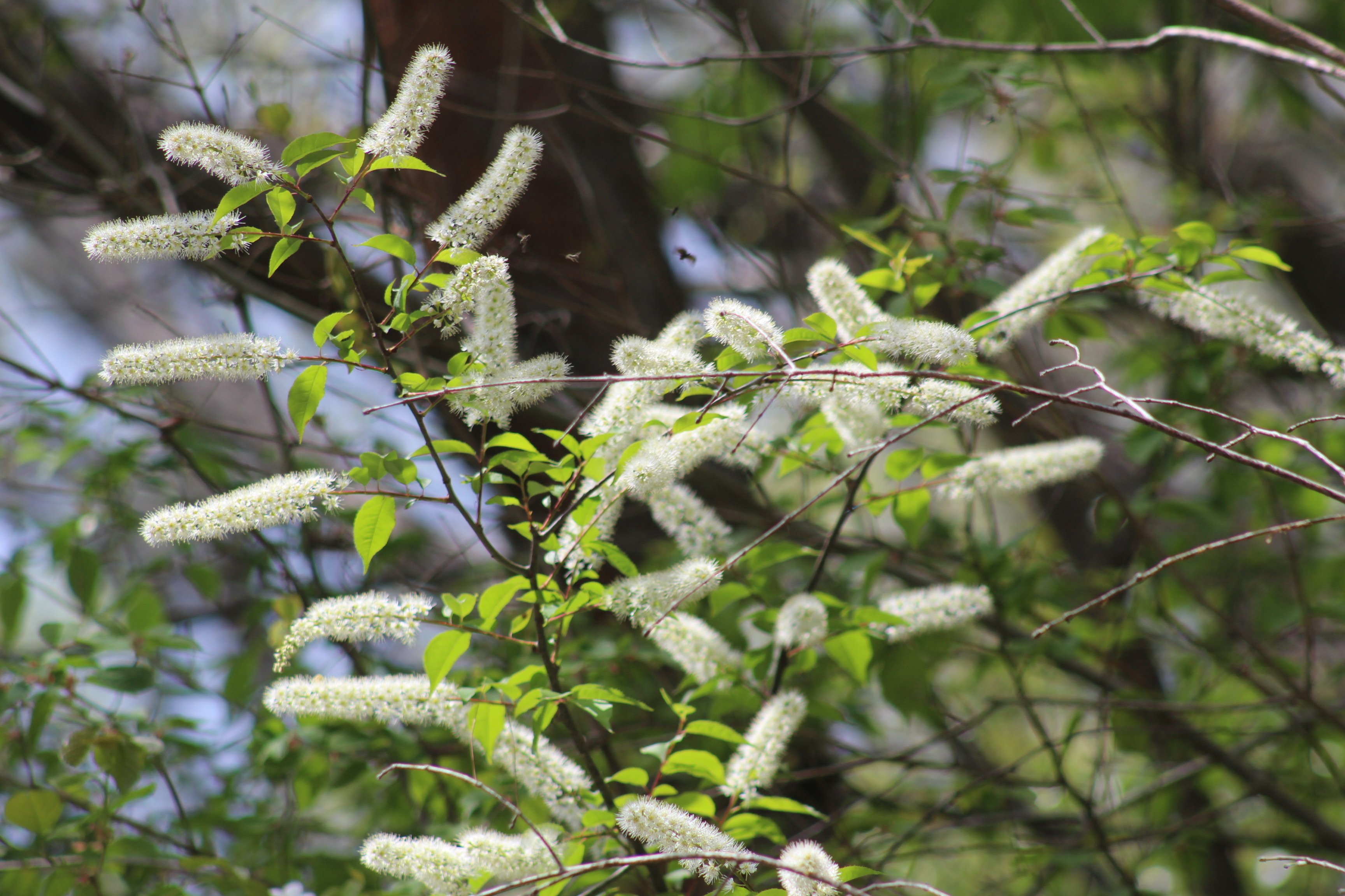 ウワミズザクラ｜あおはくたき
