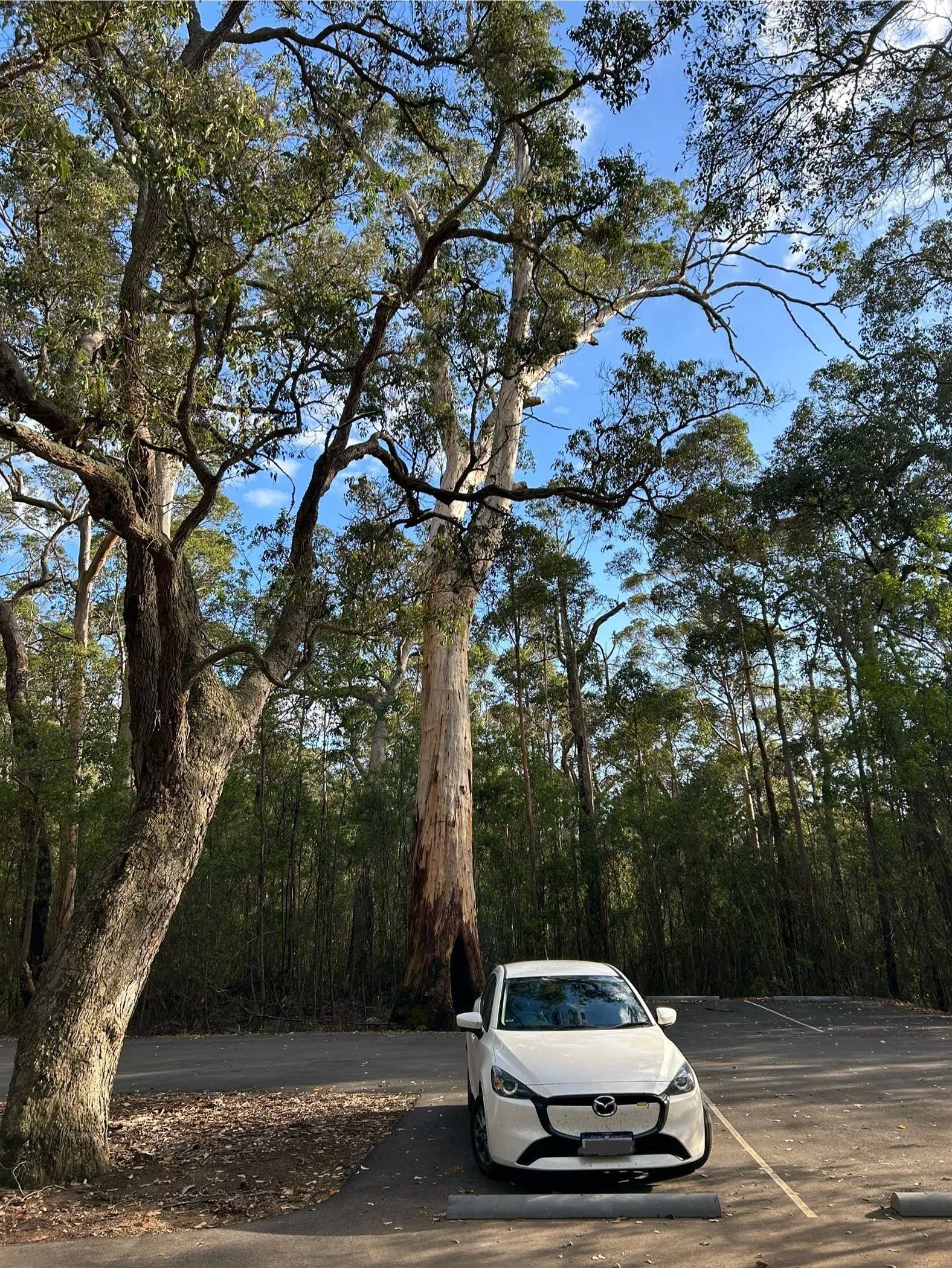 西オーストラリア】女ひとり・ドライブ旅！Esperanceを目指して2800km