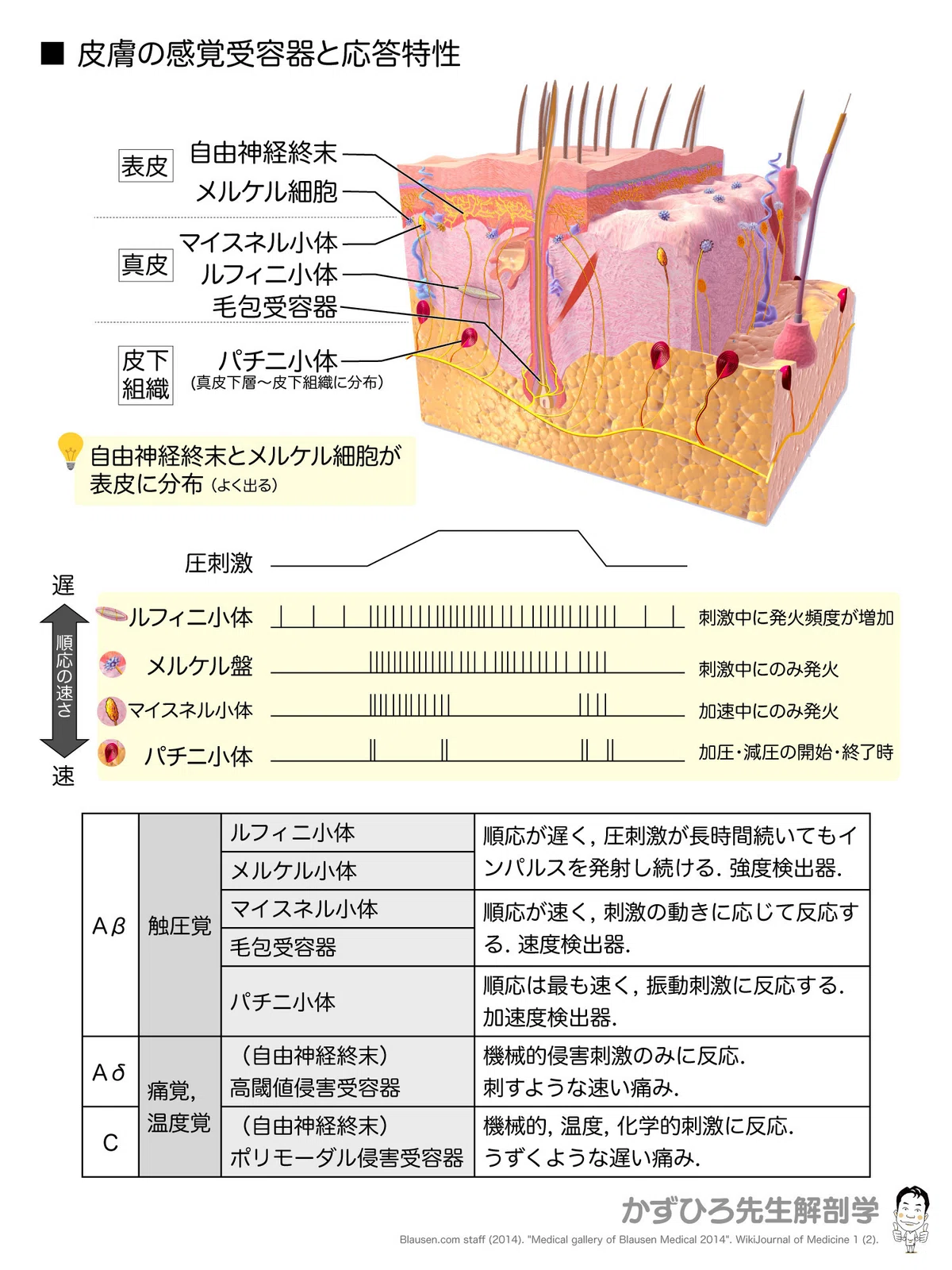皮膚の感覚受容器と応答特性｜かずひろ先生（黒澤一弘｜解剖×教育×AI）