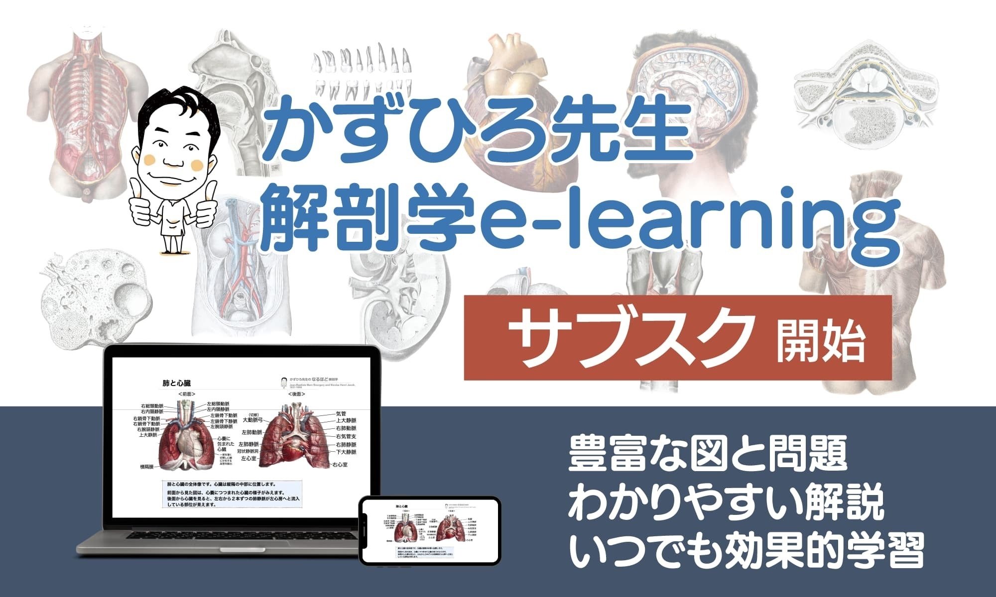 皮膚の感覚受容器と応答特性｜かずひろ先生（黒澤一弘｜解剖学）