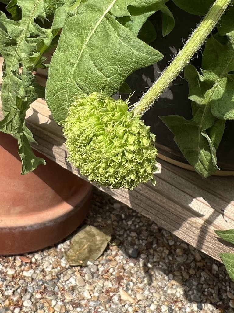 たんぽぽ❁ たんぽぽ | 無料の高画質フリー写真素材 | イメージズラボ